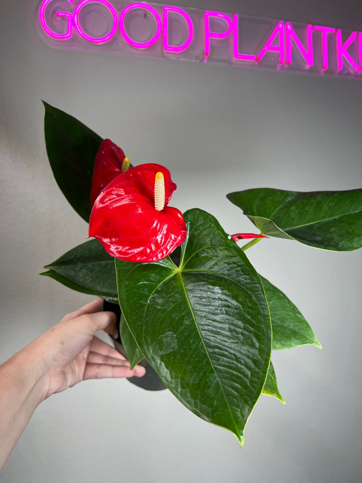 6" Anthurium Alabama Red