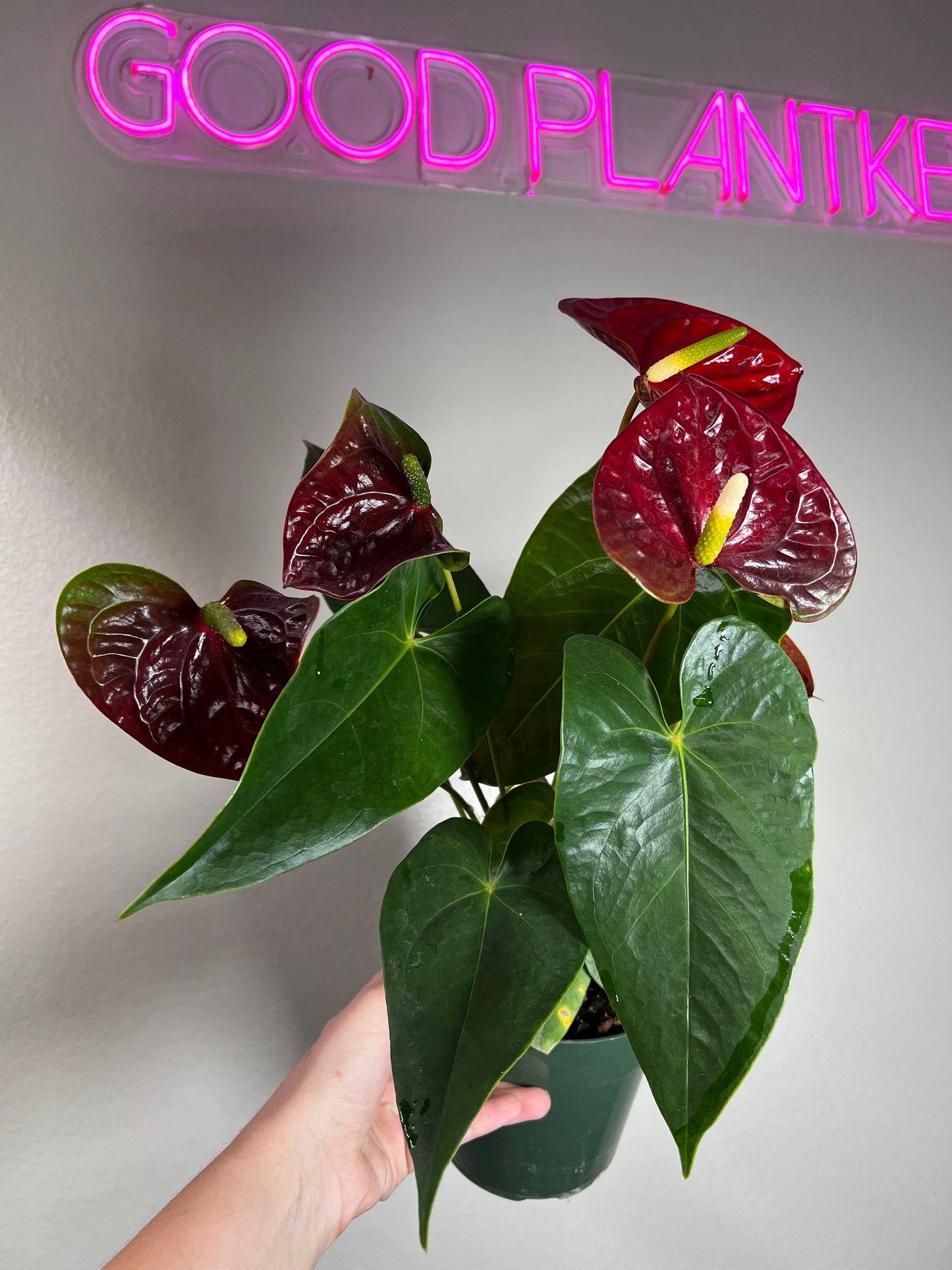 6" Anthurium Aramon