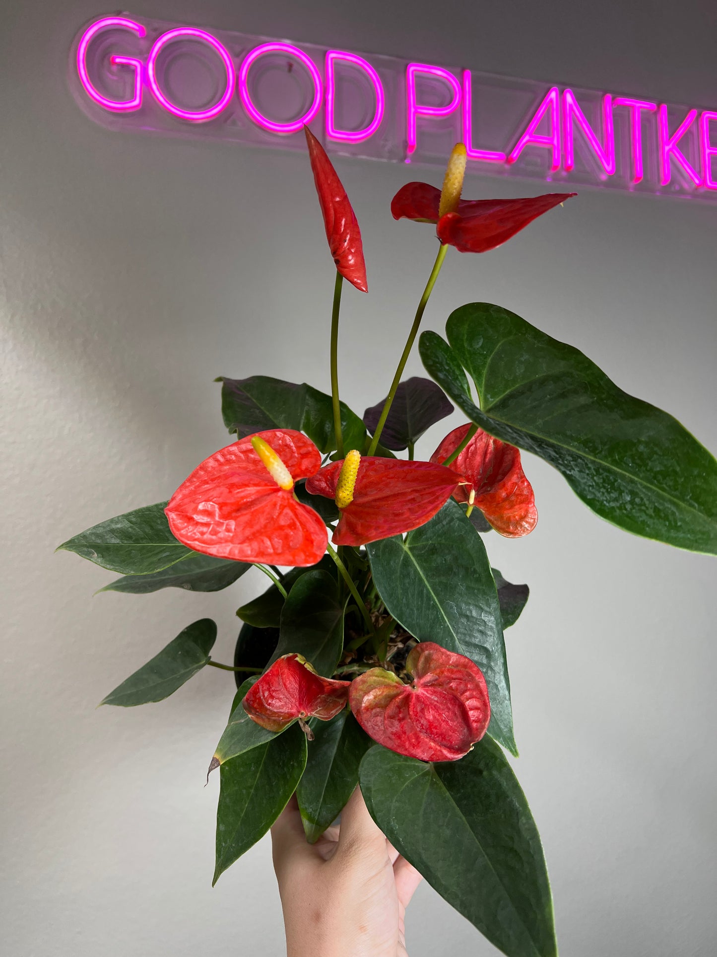6" Anthurium Nebraska