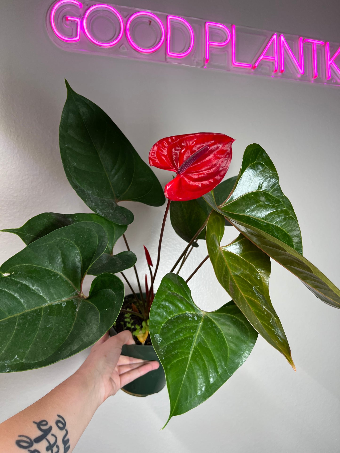 6" Anthurium Red Heart