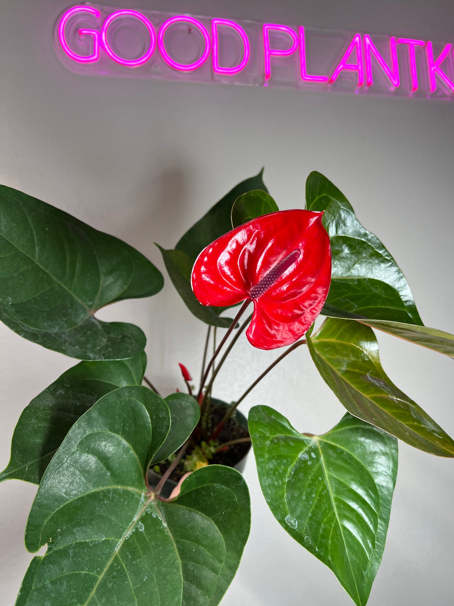 6" Anthurium Red Heart