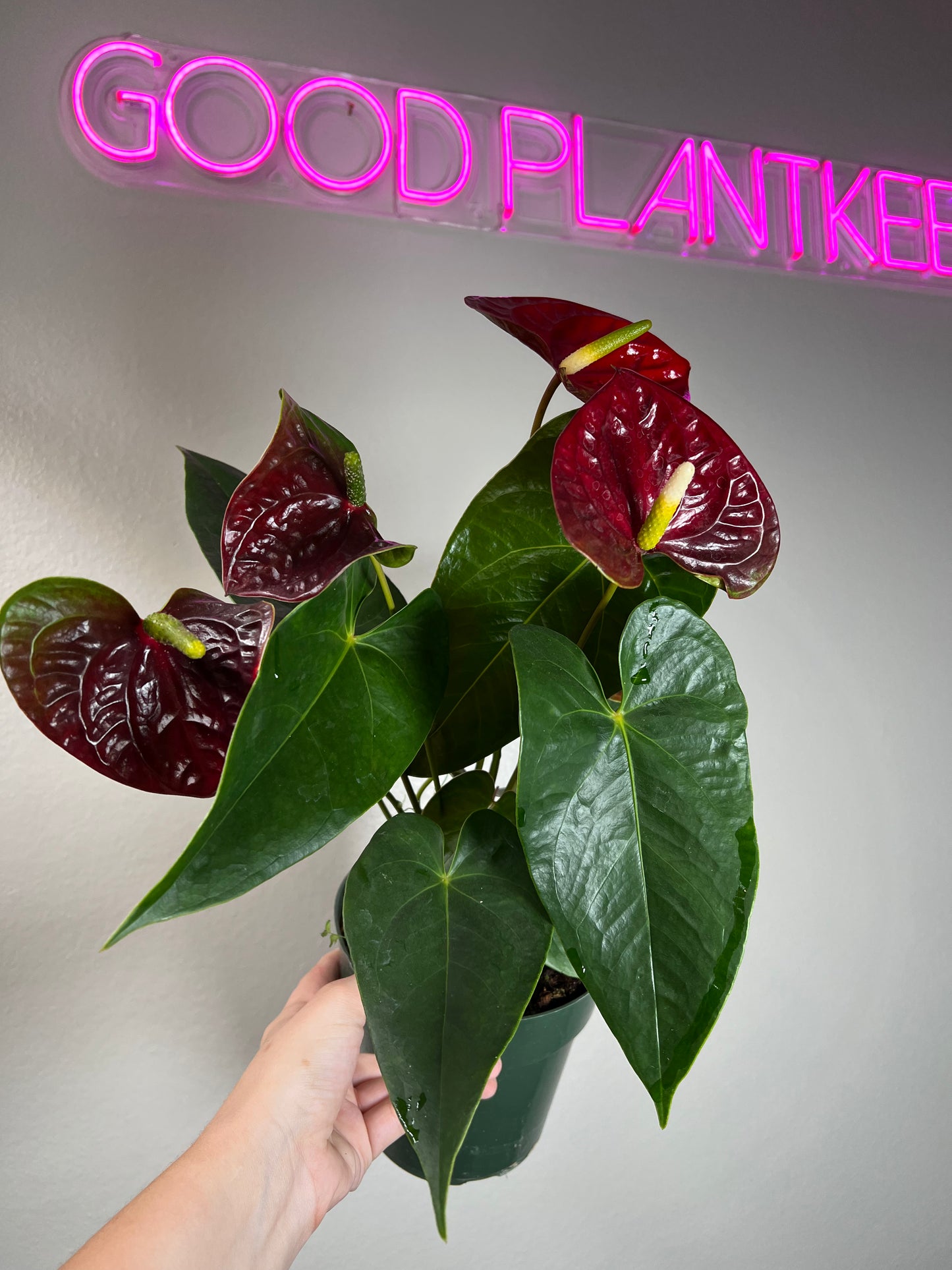 6" Anthurium Aramon