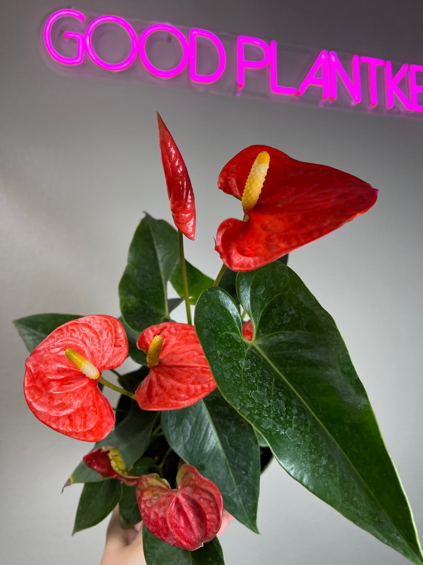 6" Anthurium Nebraska