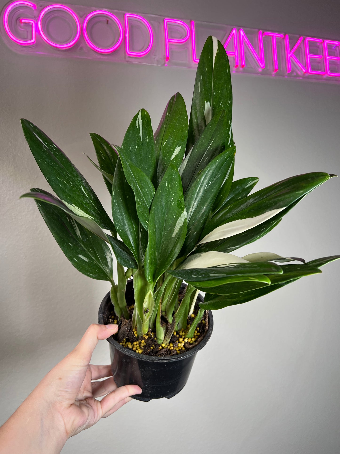 6” Monstera Standleyana Albo