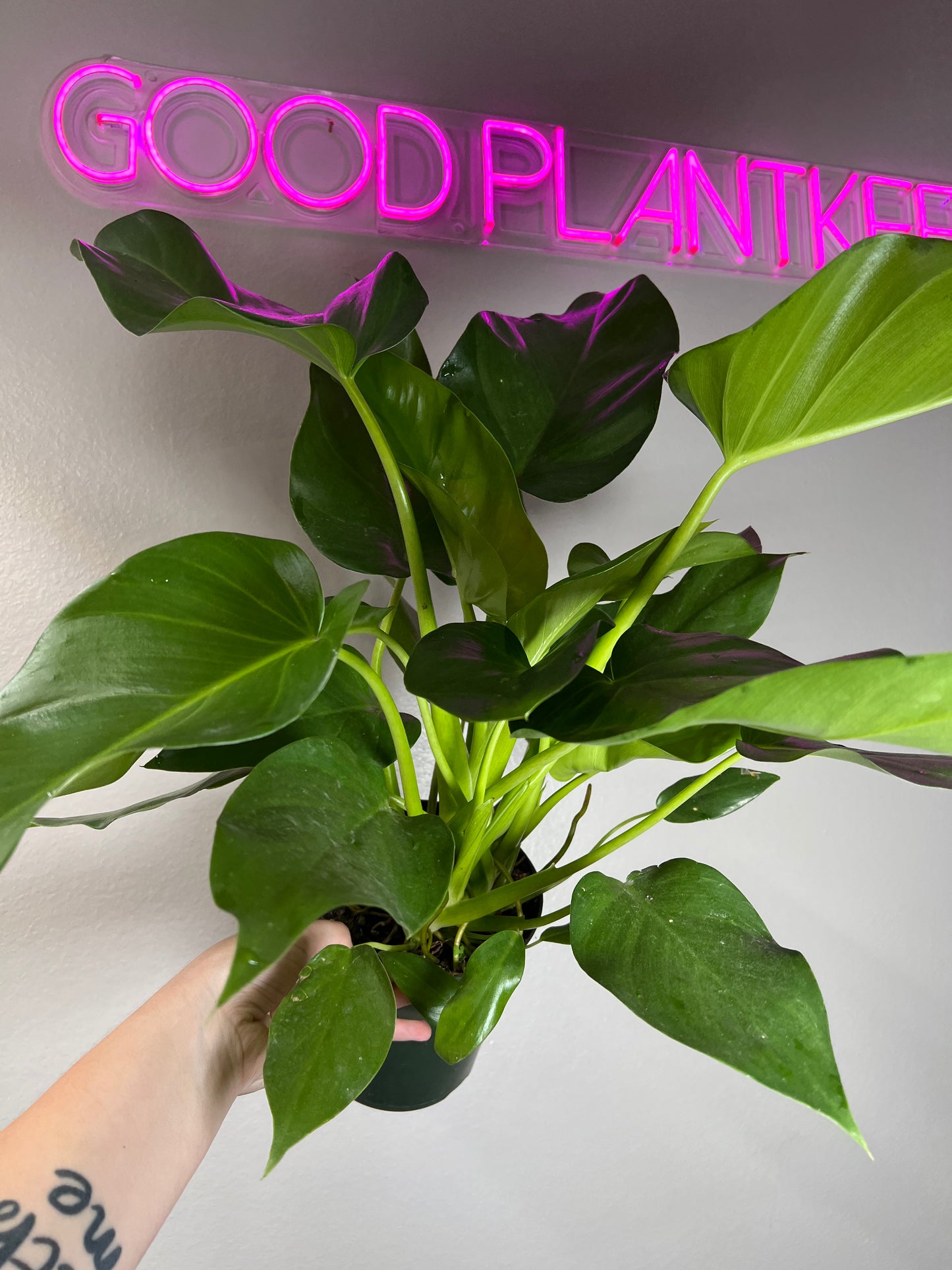 6" Philodendron Giganteum