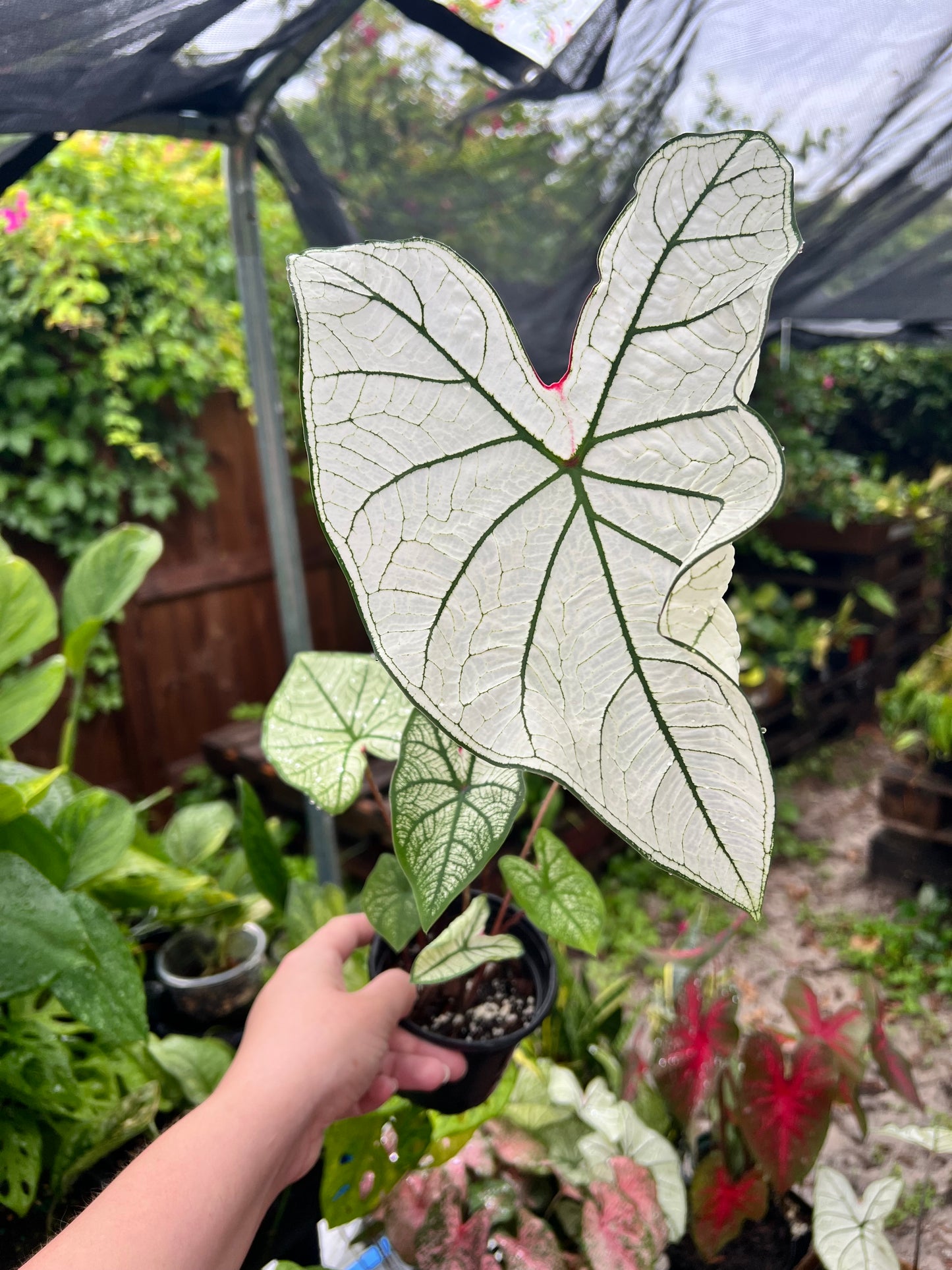 4” Caladium Candidum Sr