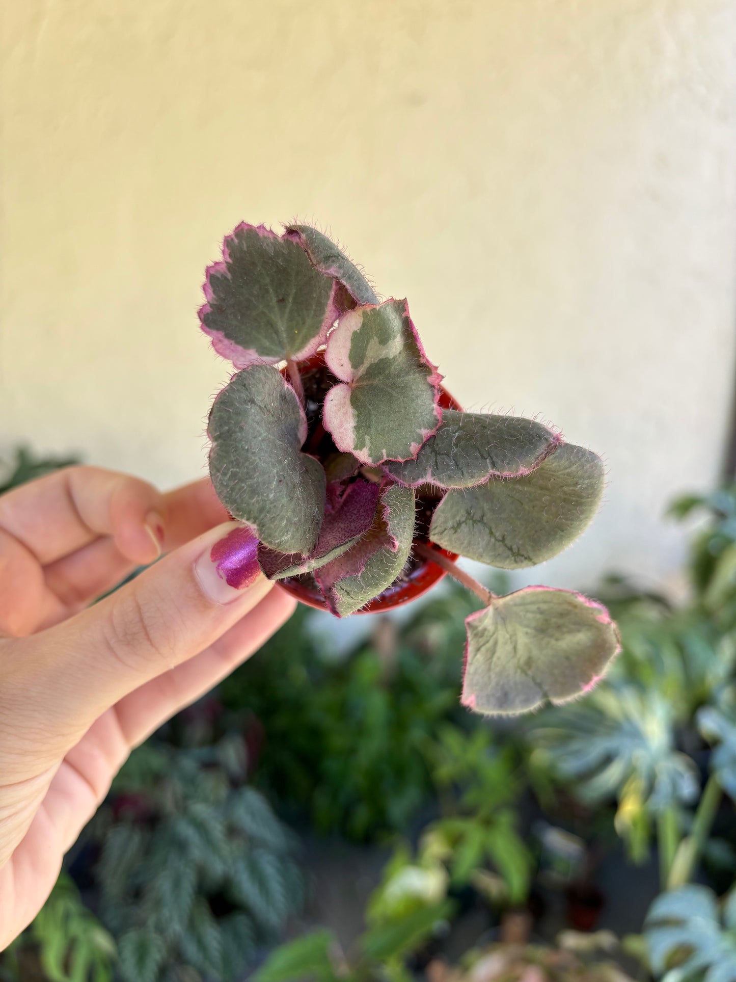 2” Variegated Strawberry Begonia
