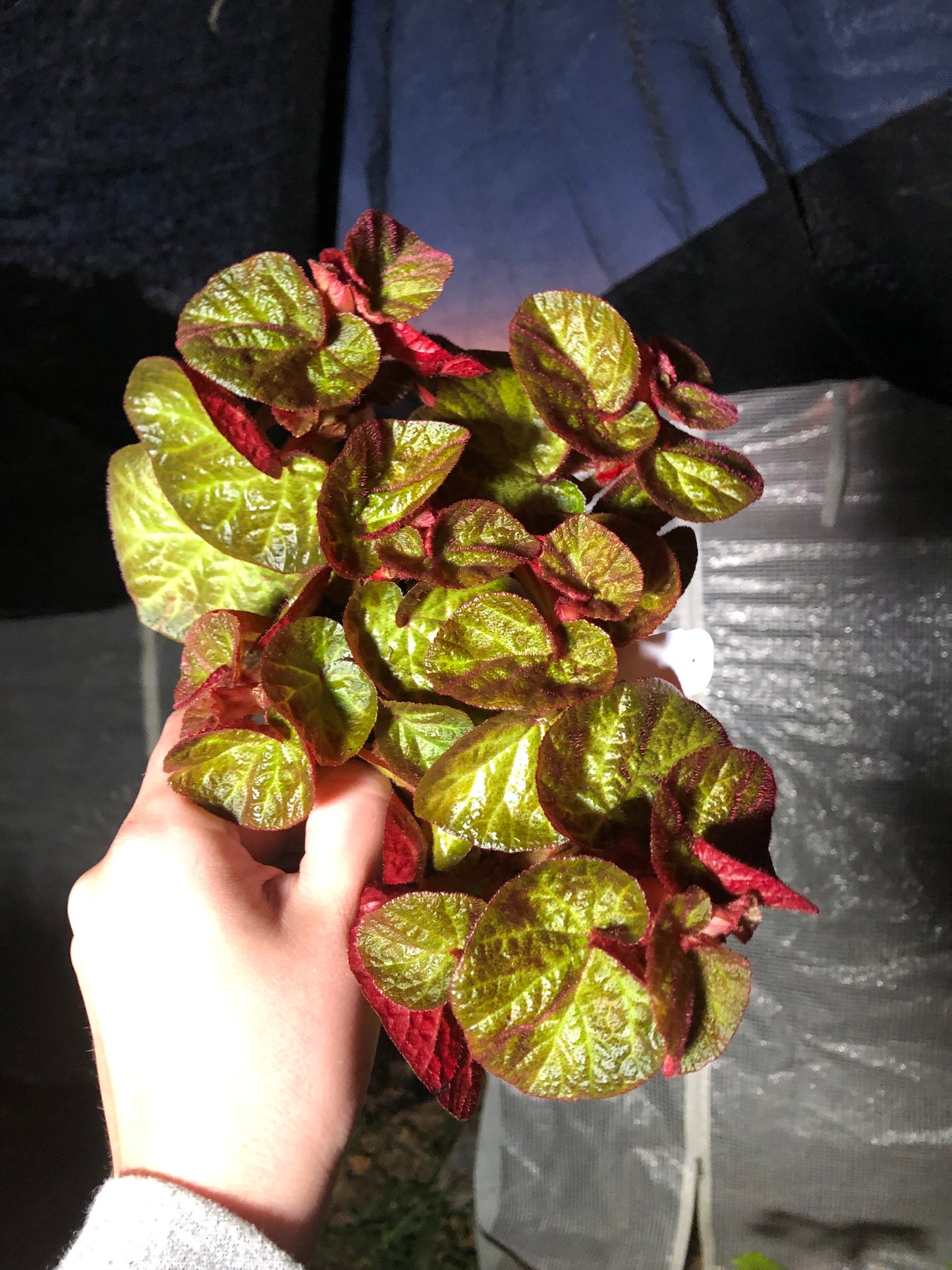 4” Begonia ‘Manaus’