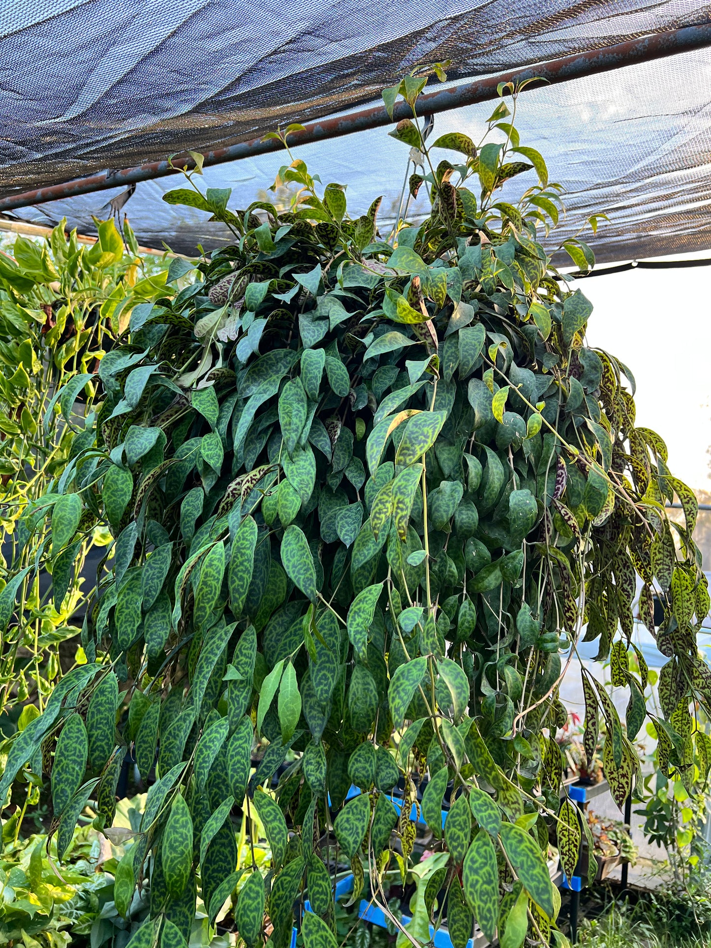 10” Black Pagoda Lipstick Plant