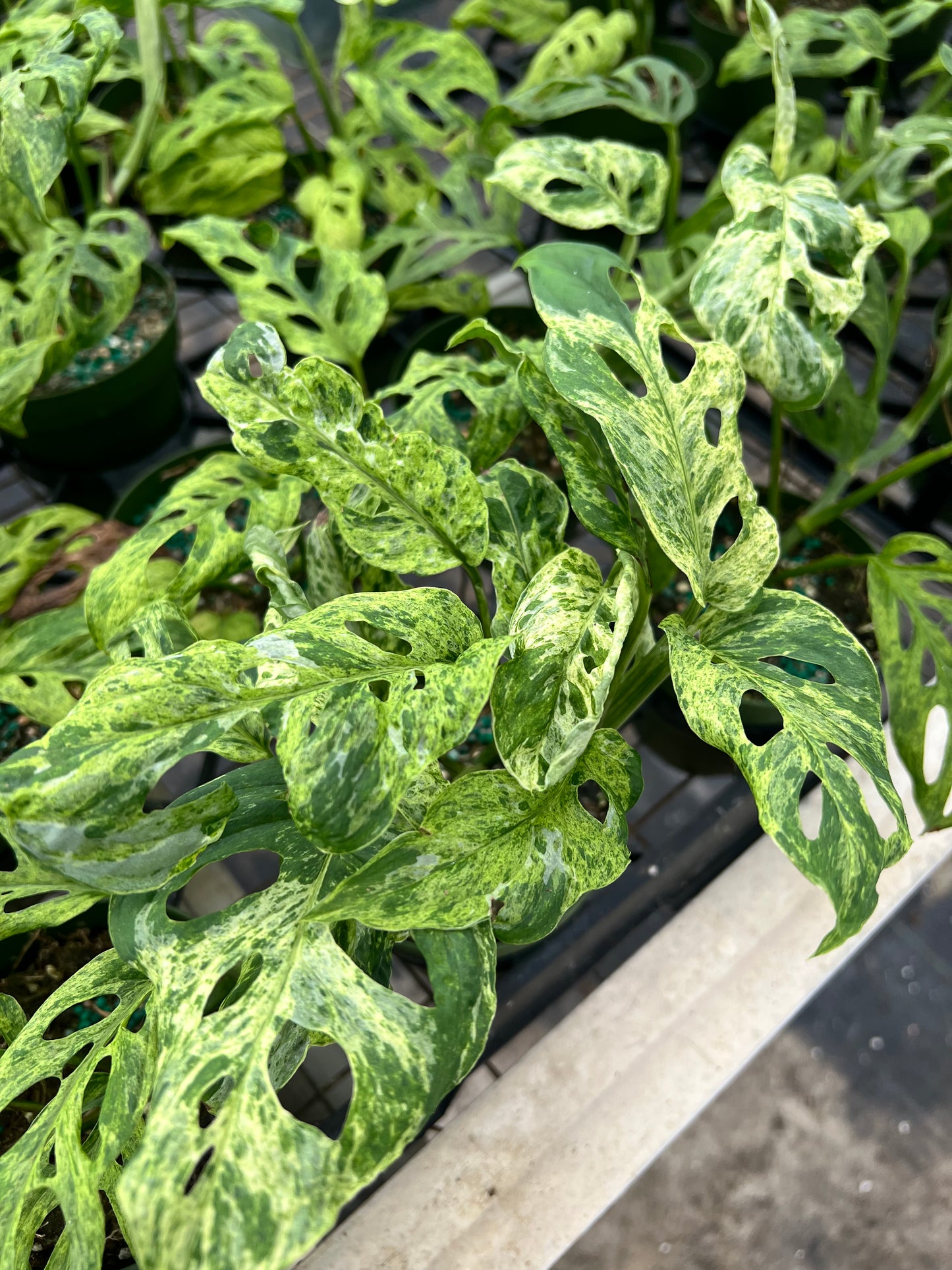 4” Monstera Adansonii Mottled