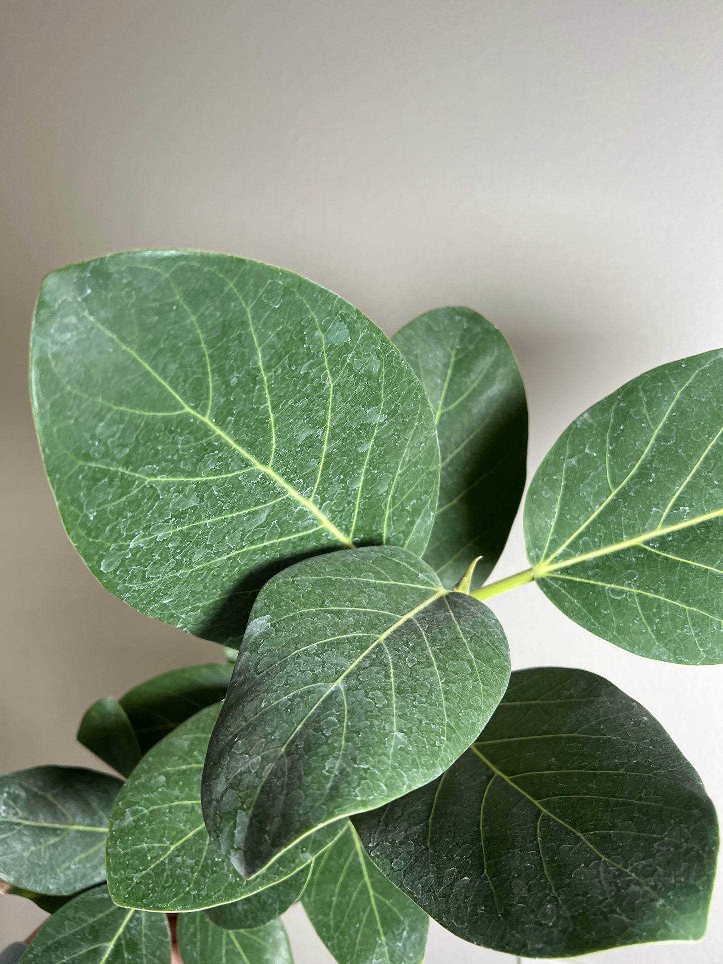 6” Ficus Audrey