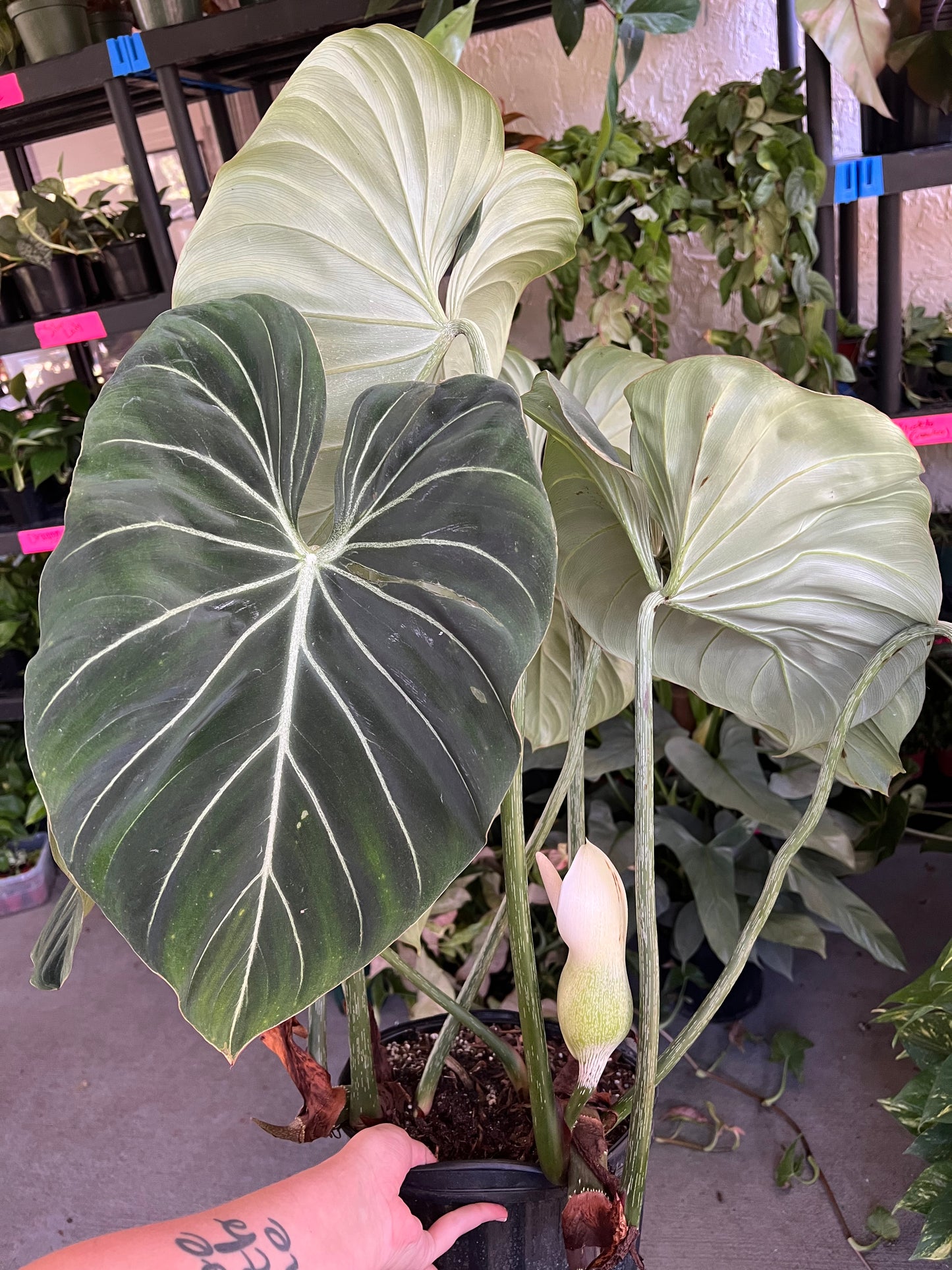 10” Philodendron Gloriosum Zebra