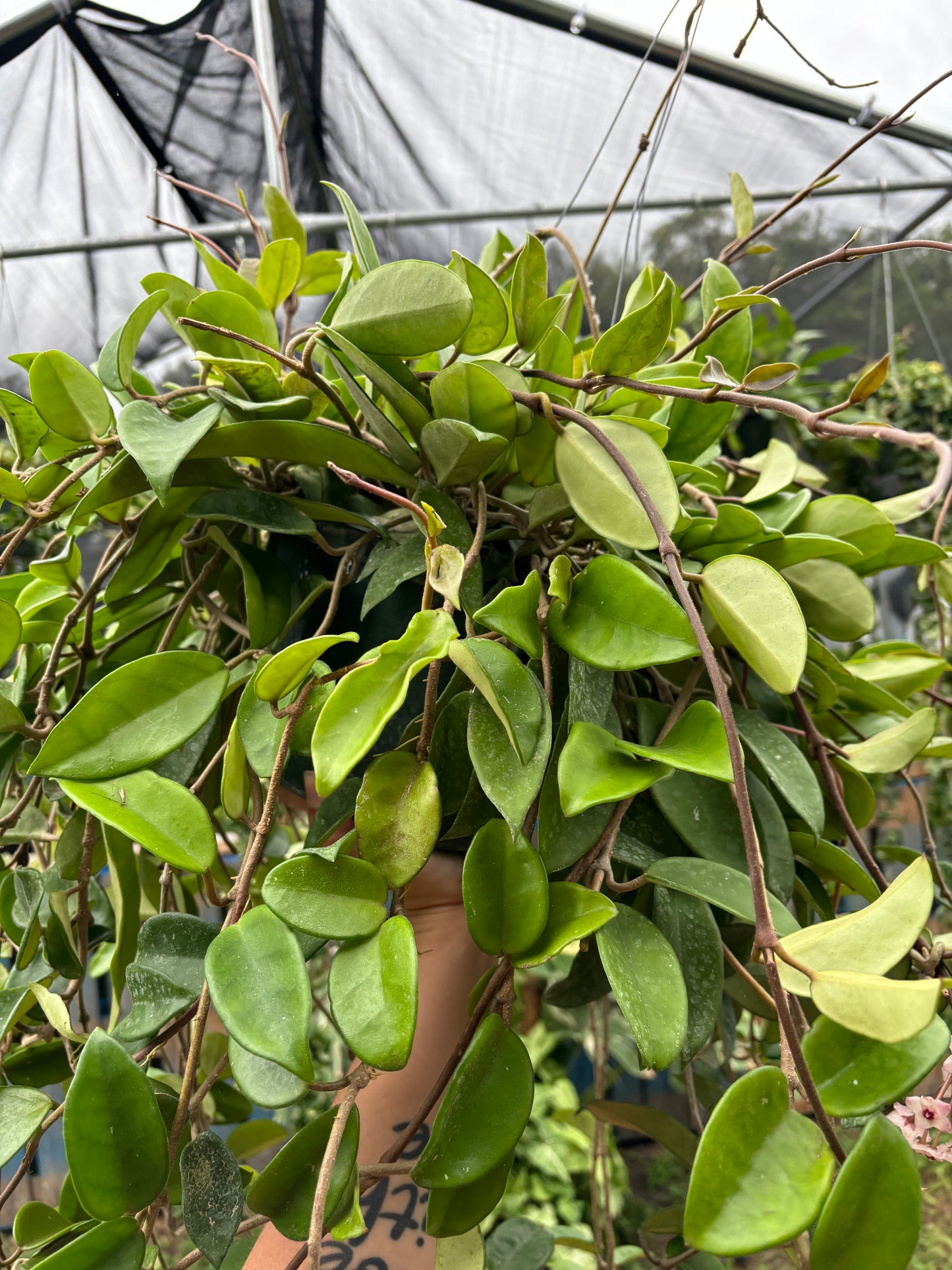8” Hoya Carnosa Hanging Basket