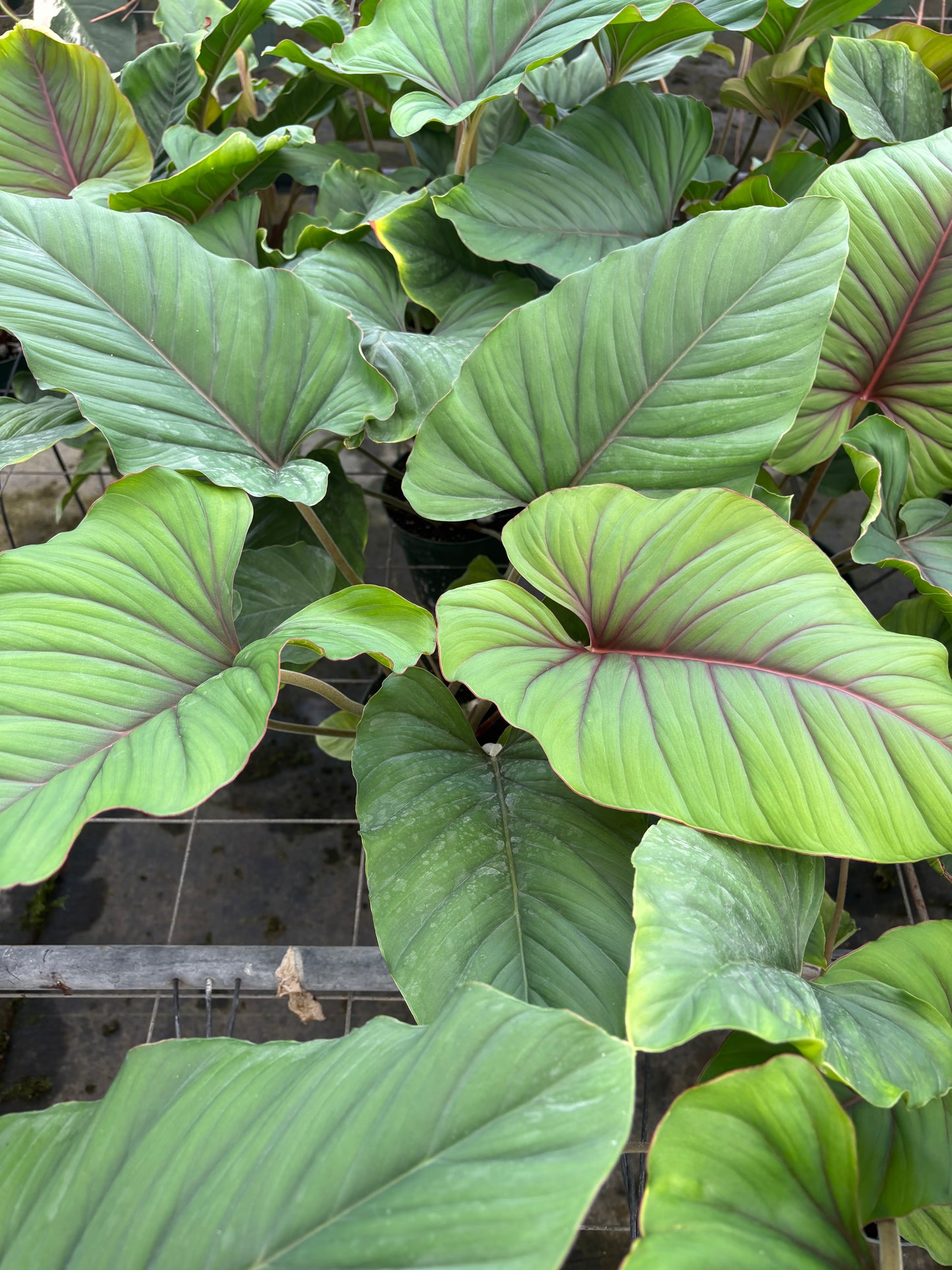 6” Adelomena Red Velvet
