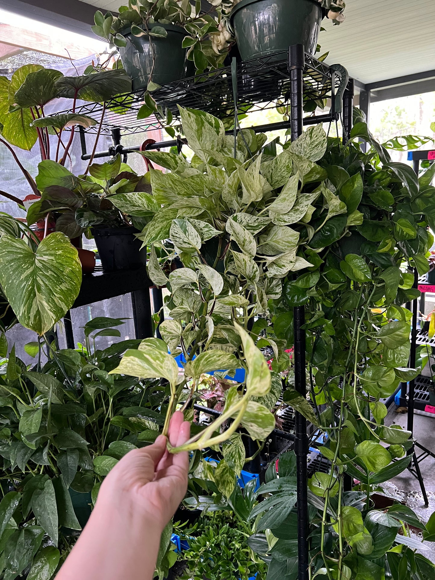 8” Snow Queen Pothos