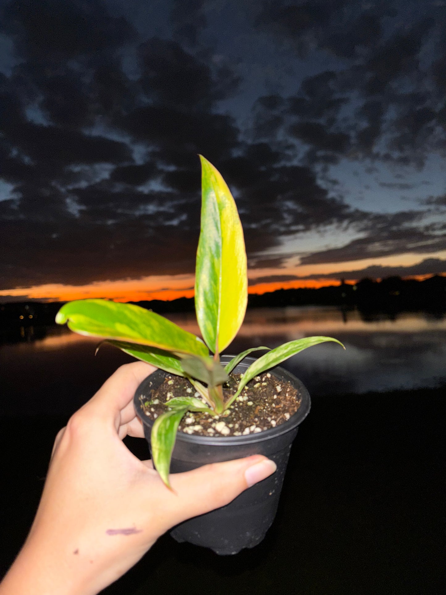 4” Philodendron Caramel Marble