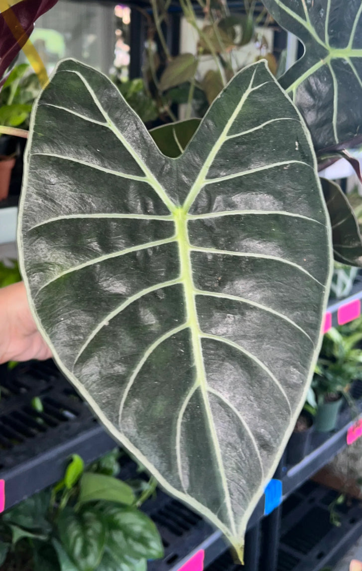 CORMS: Alocasia Longiloba Dragon’s Tooth