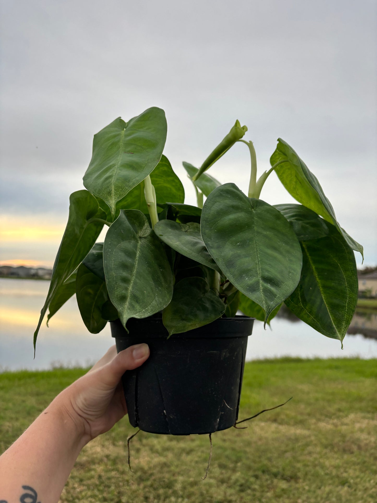 6” Syngonium Chiapense Frosted Heart