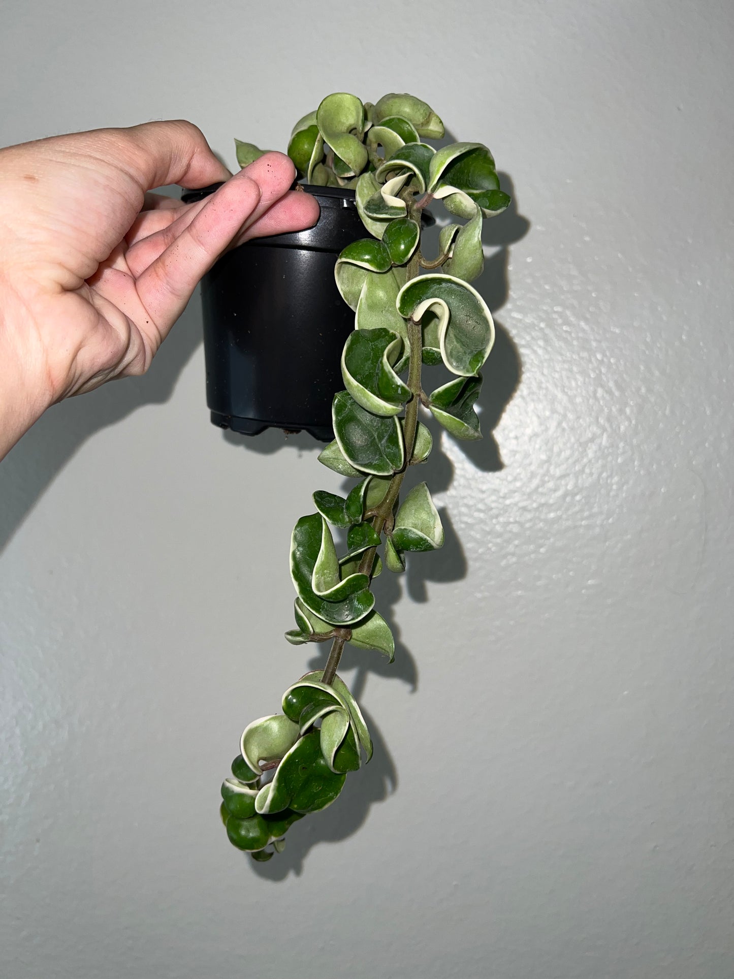 4” Variegated Hoya Carnosa Compacta (Hindu Rope)
