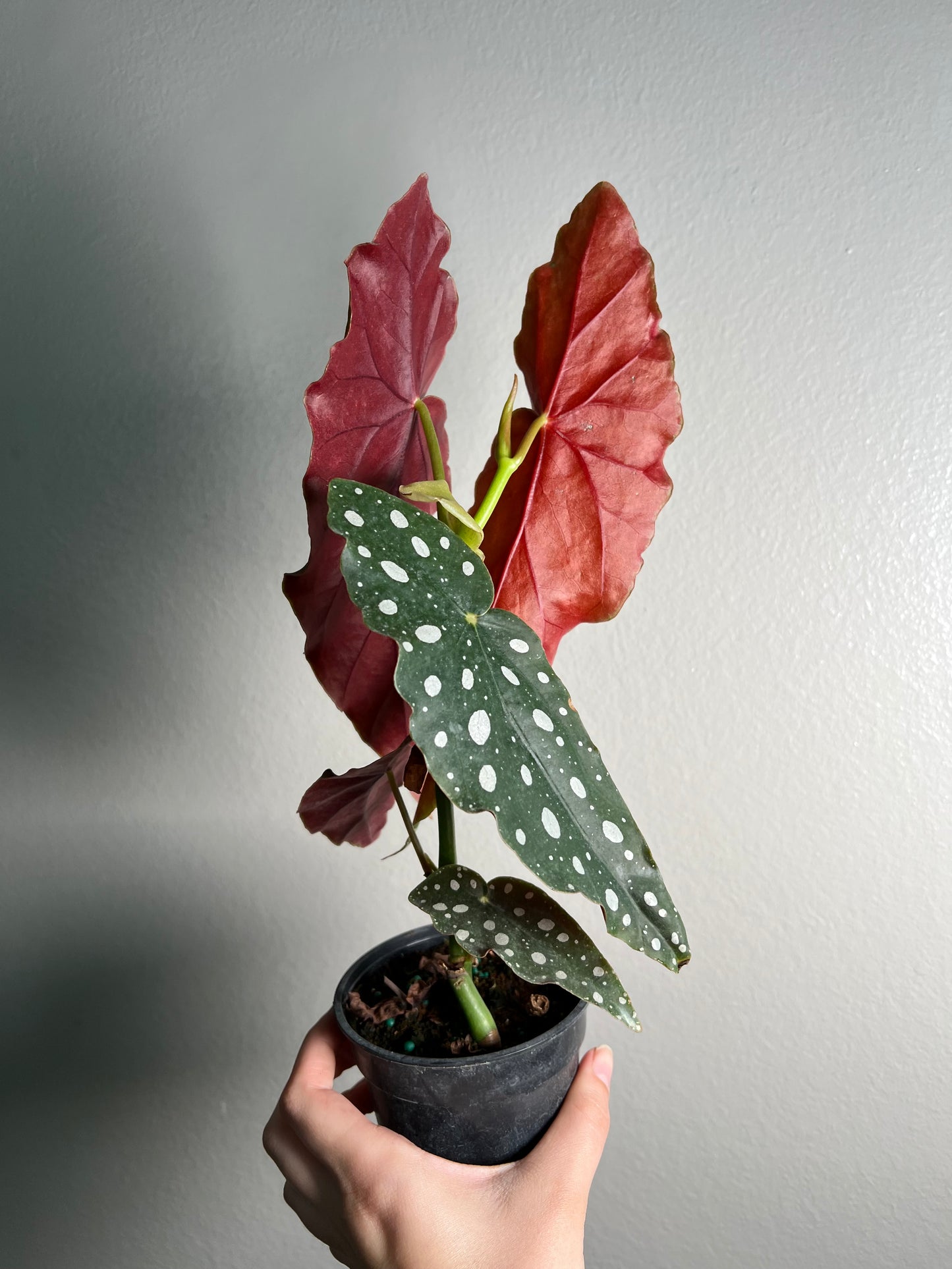 4” Begonia Maculata