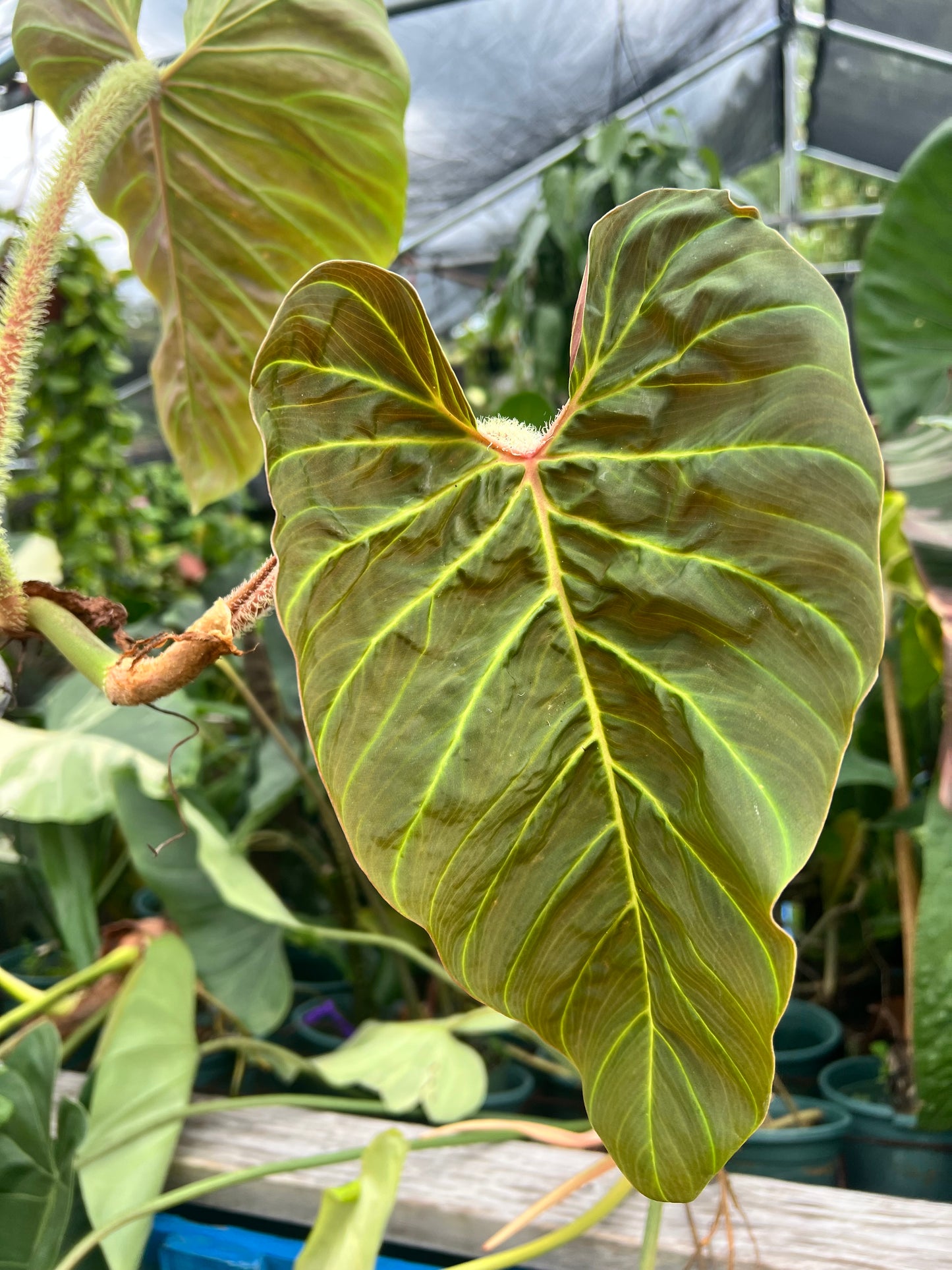 6” Philodendron Verrucosum Titanium