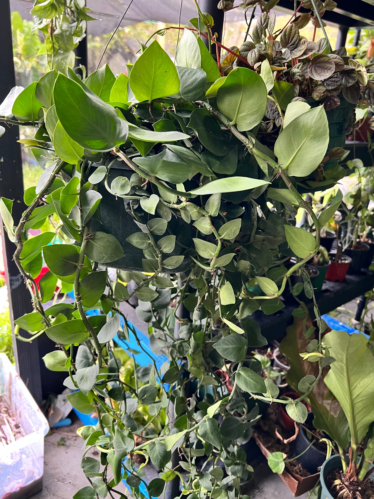 8” Rhapidophora Hayi (Shingle Plant)