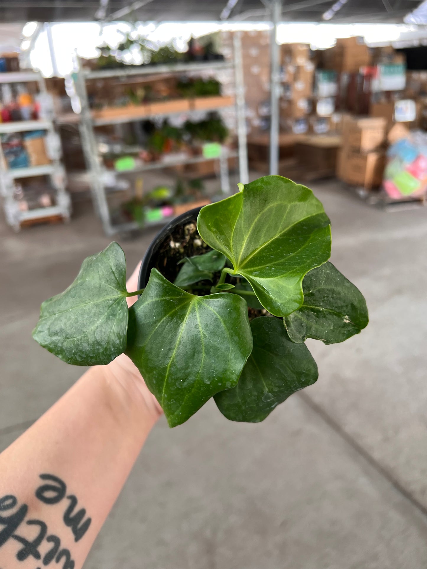 4” Anthurium Delta Force