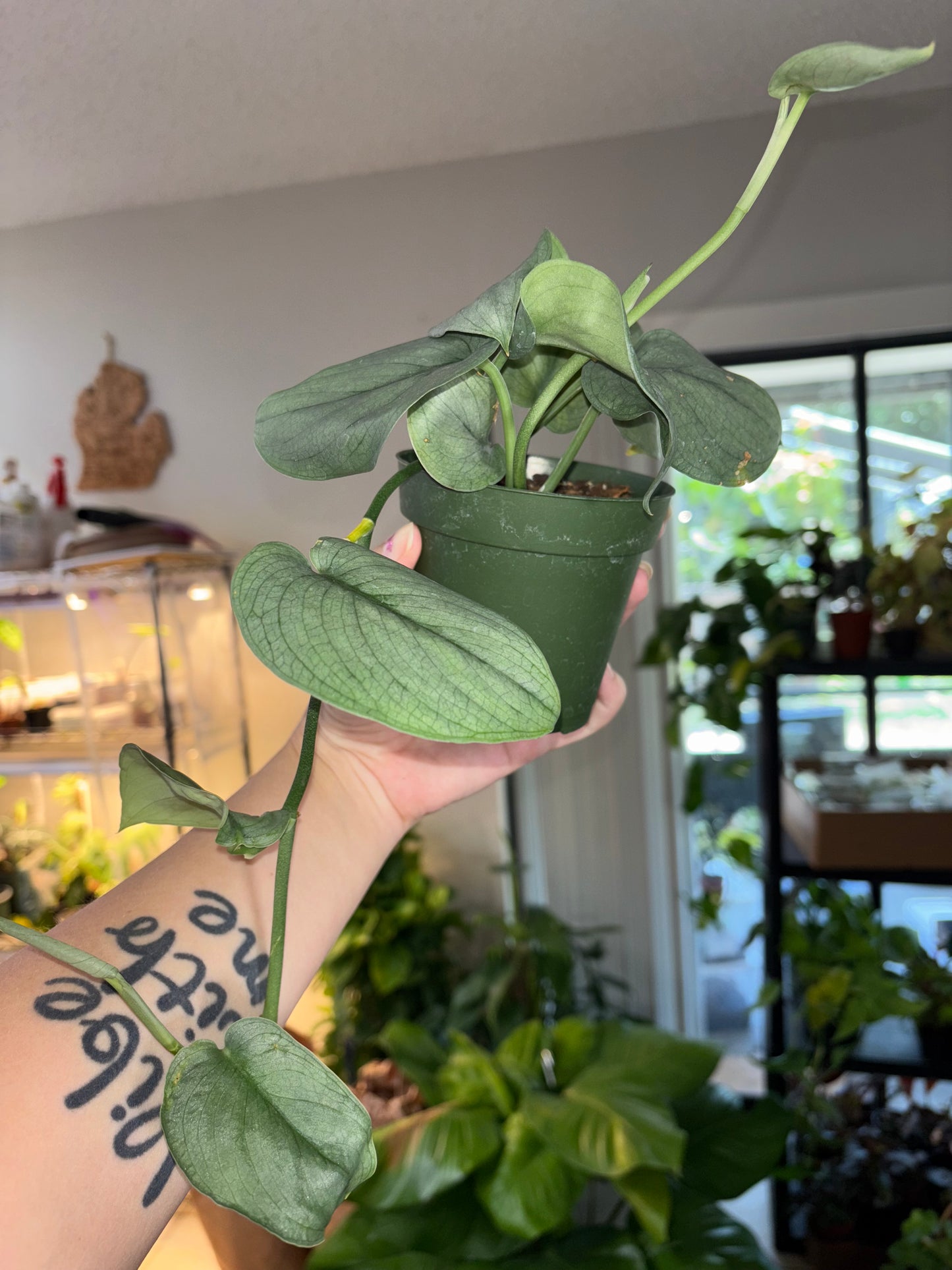 4” Scindapsus Soo Silver