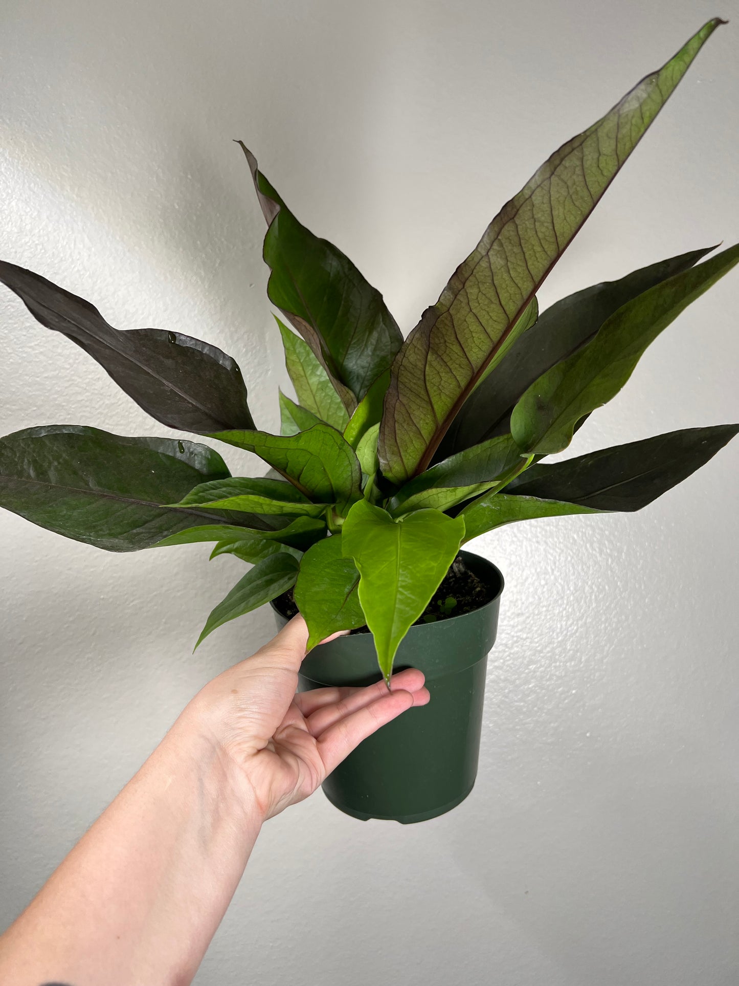 6” Anthurium Big Red Bird