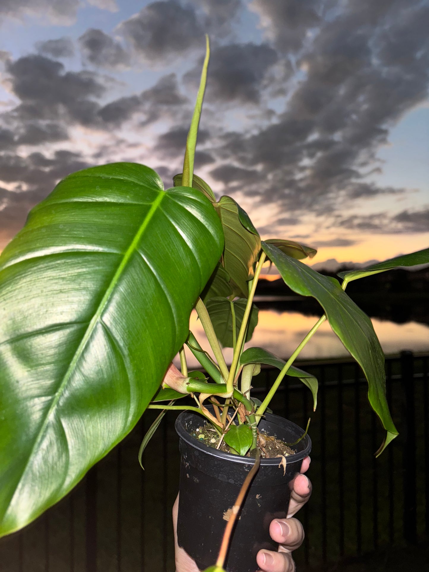 4” Philodendron Patriceae X Mayoi