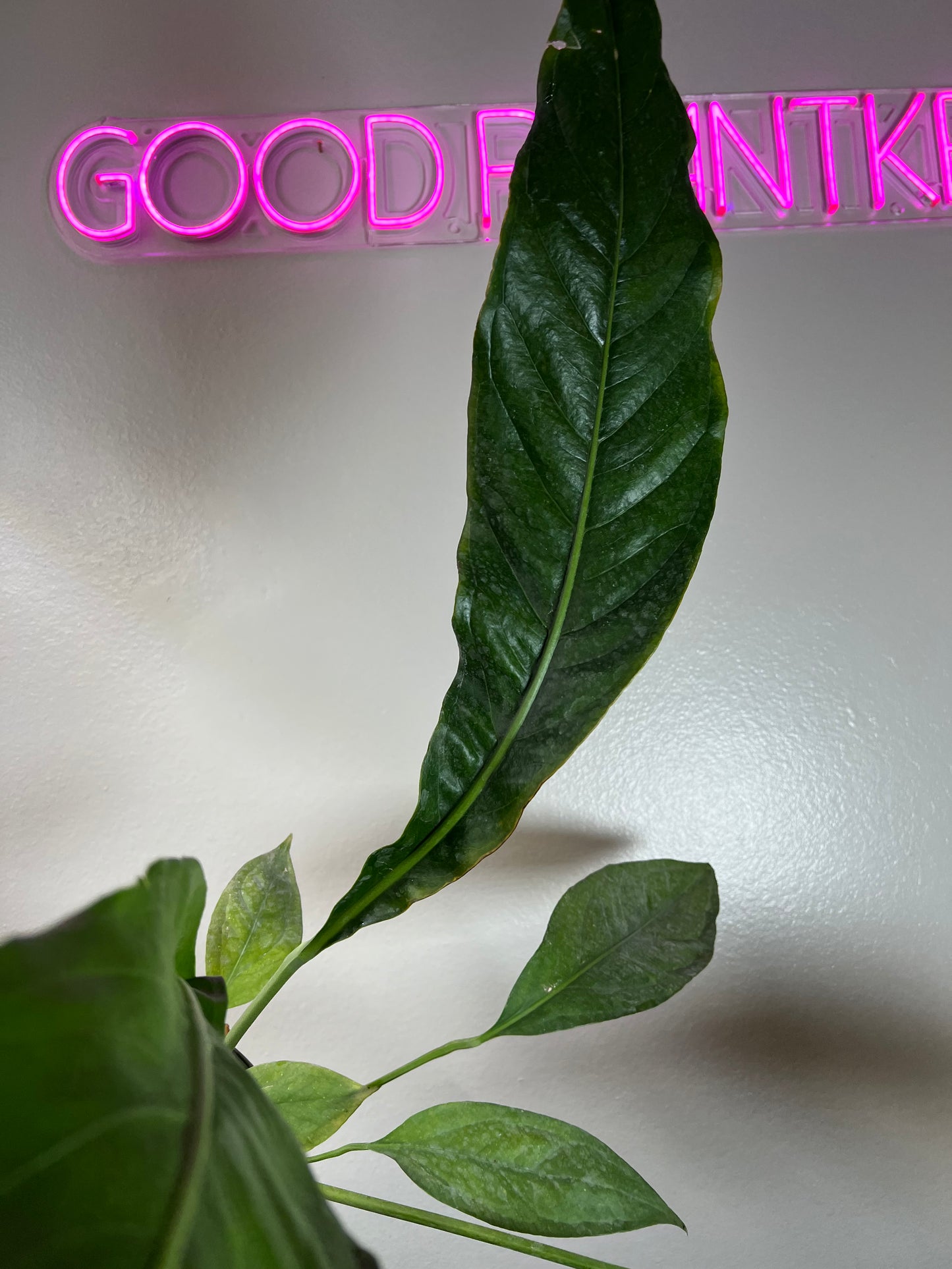 6" Anthurium Big Bill