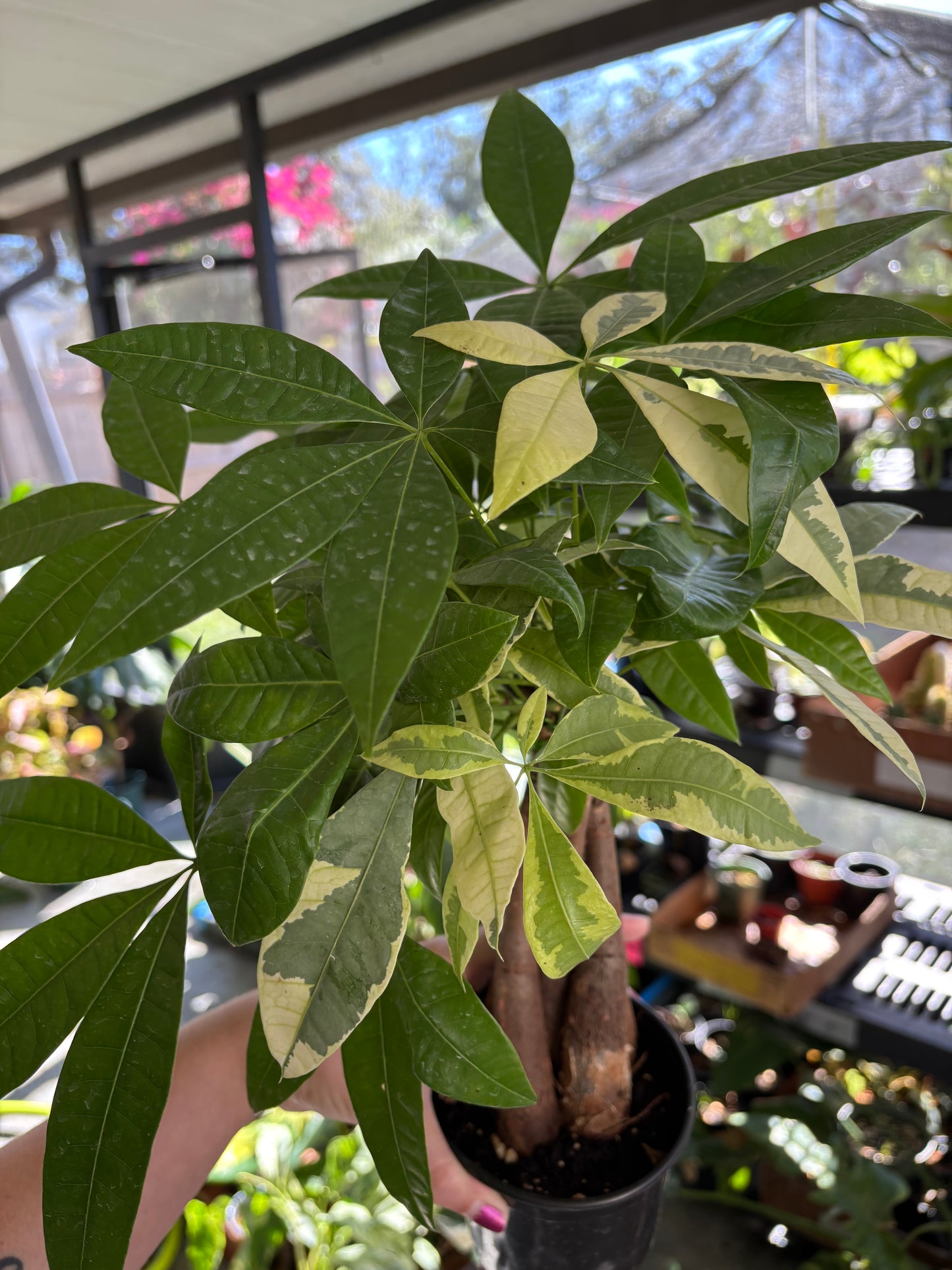 4” Variegated Money Tree