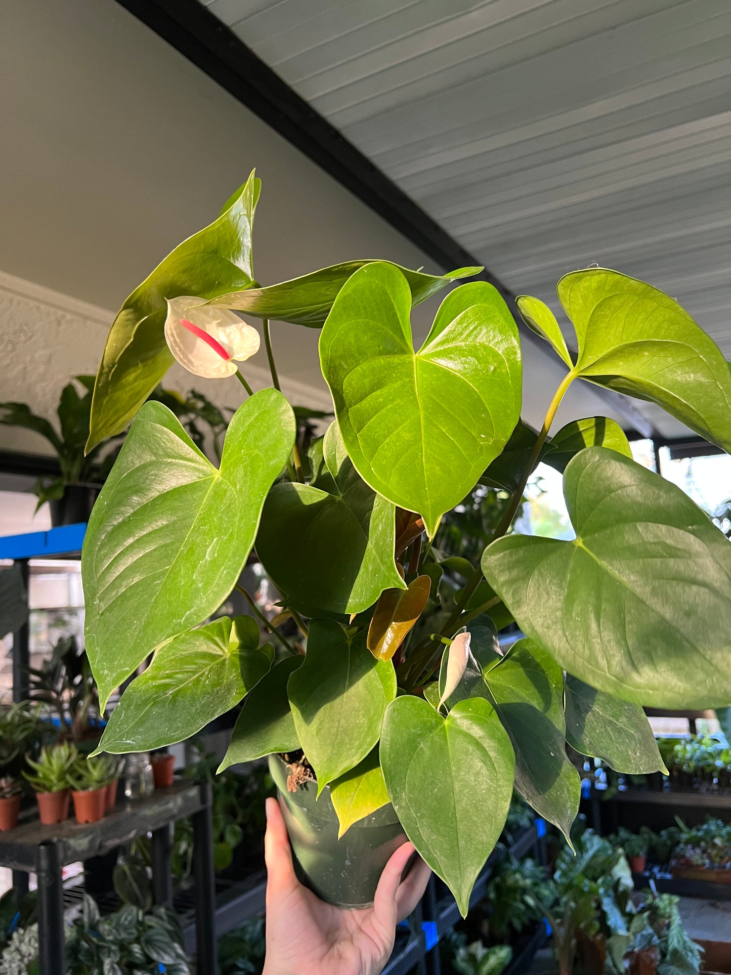 6” Anthurium White Heart