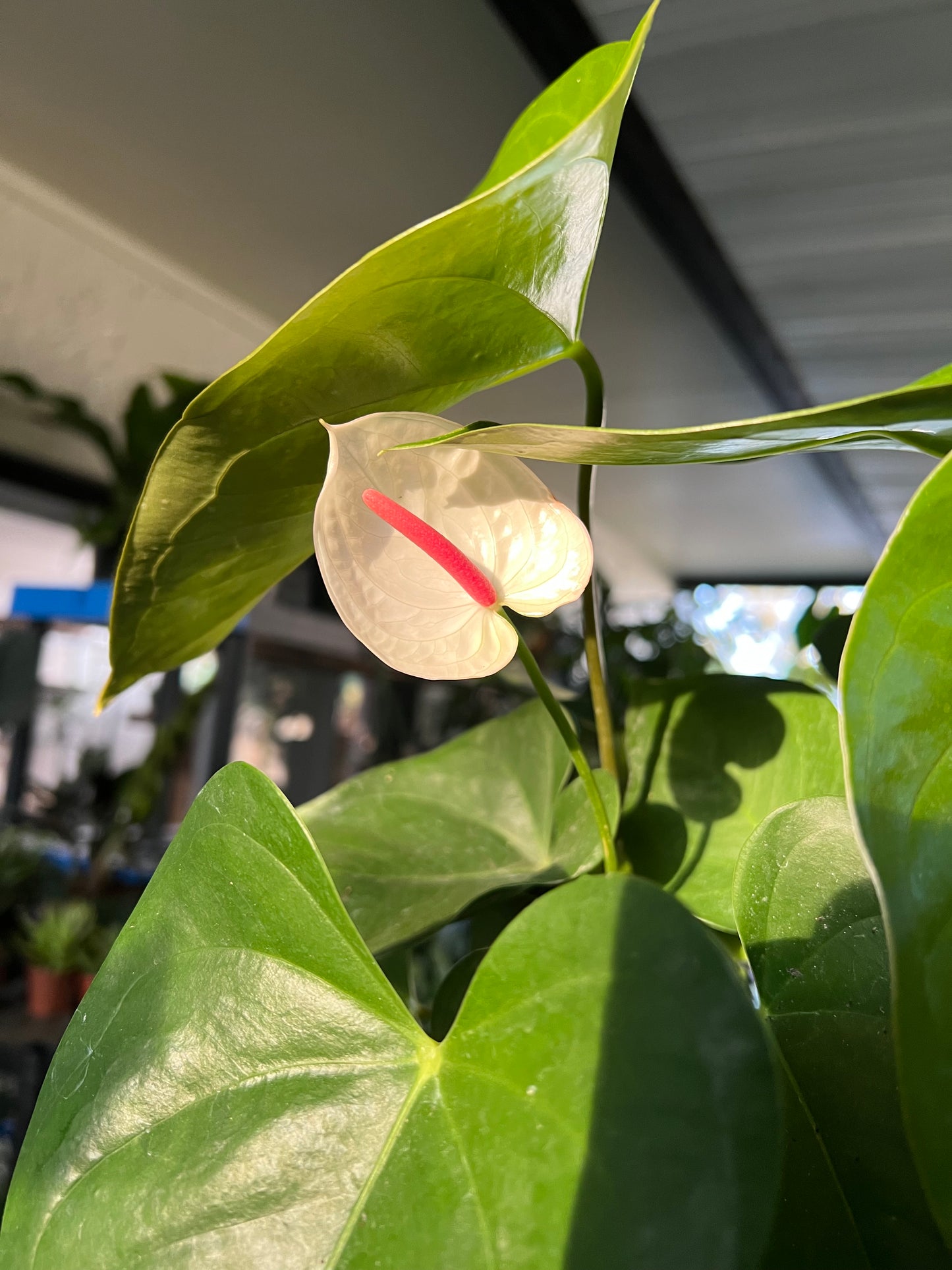 6” Anthurium White Heart