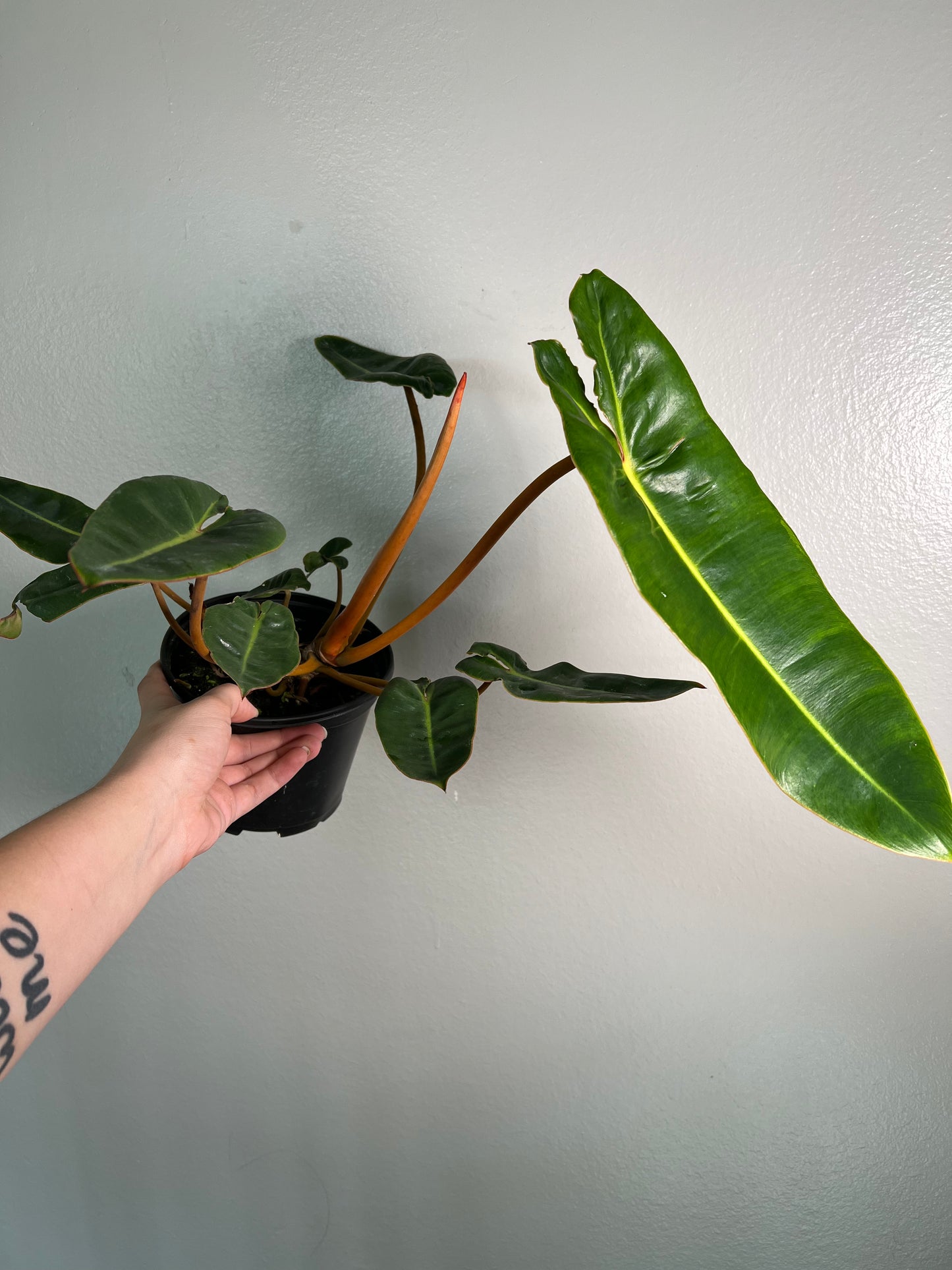 6” Philodendron Billietiae