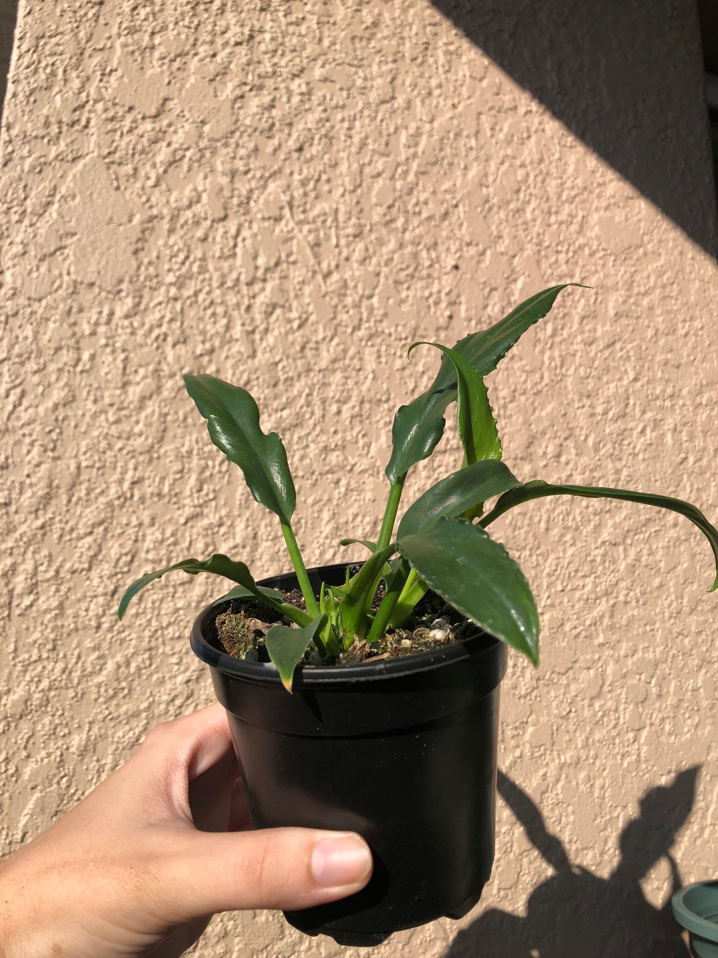 4” Philodendron Heather May