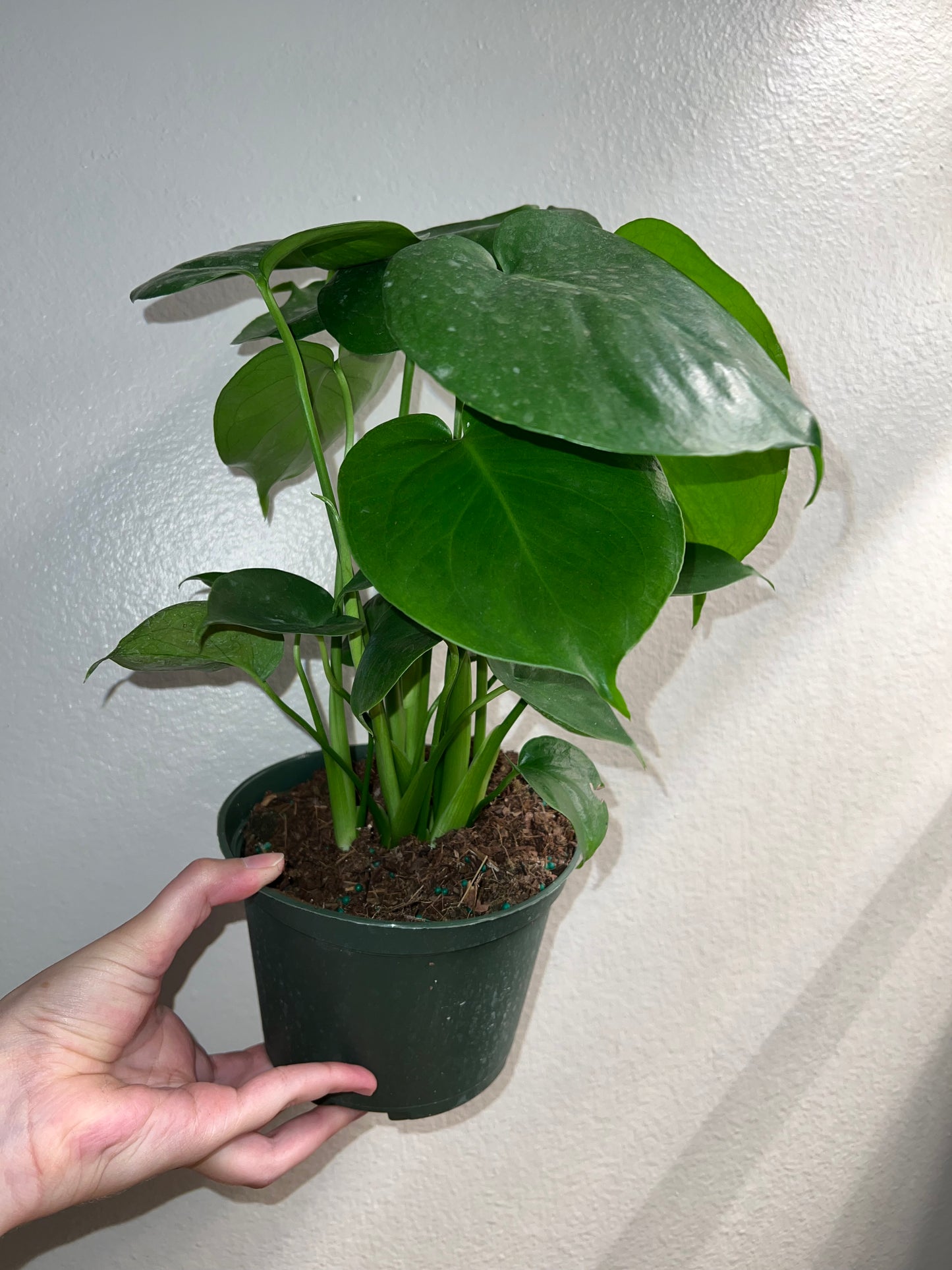 6” Monstera Deliciosa