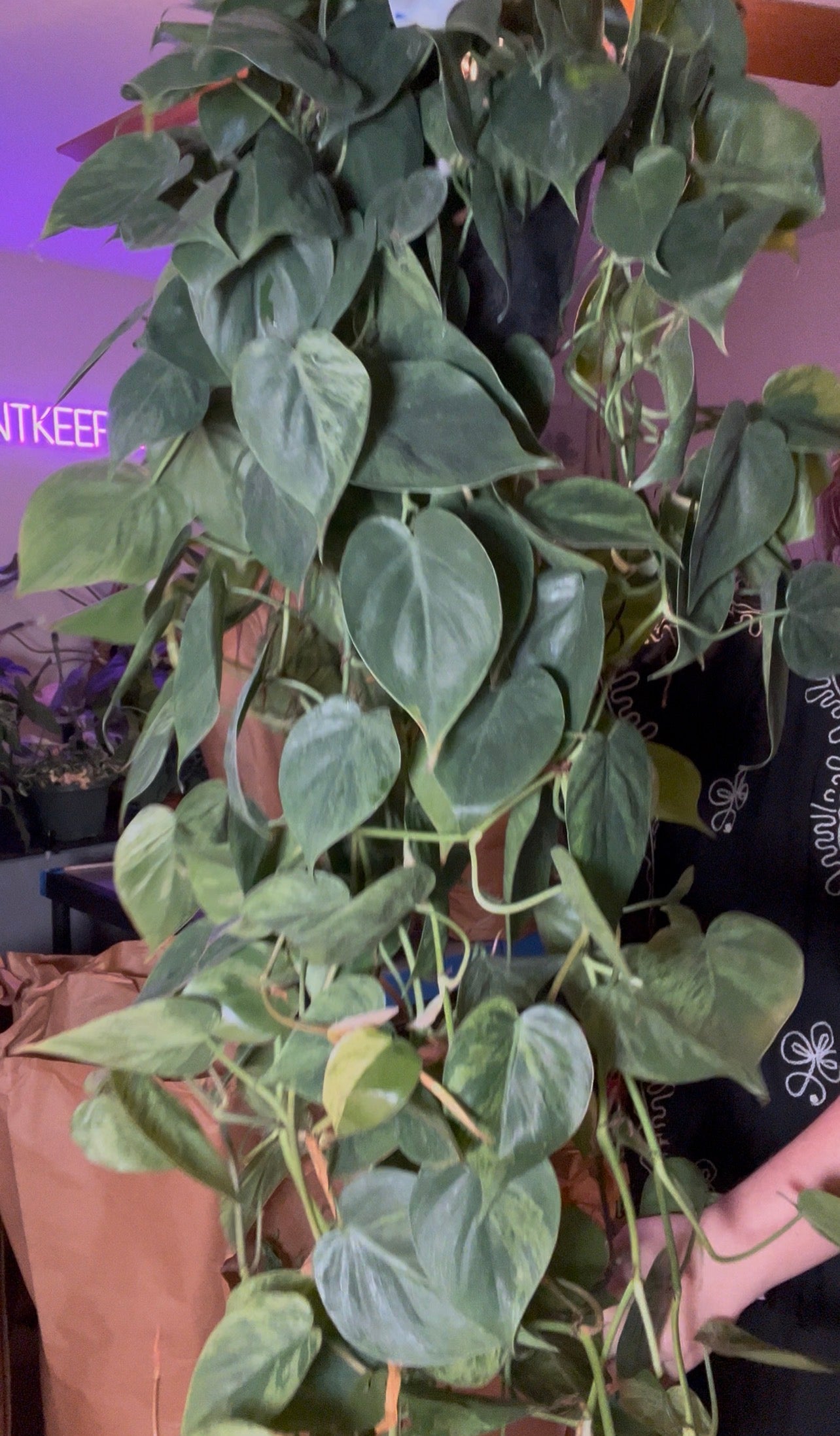 8” Variegated Philodendron Heartleaf XL