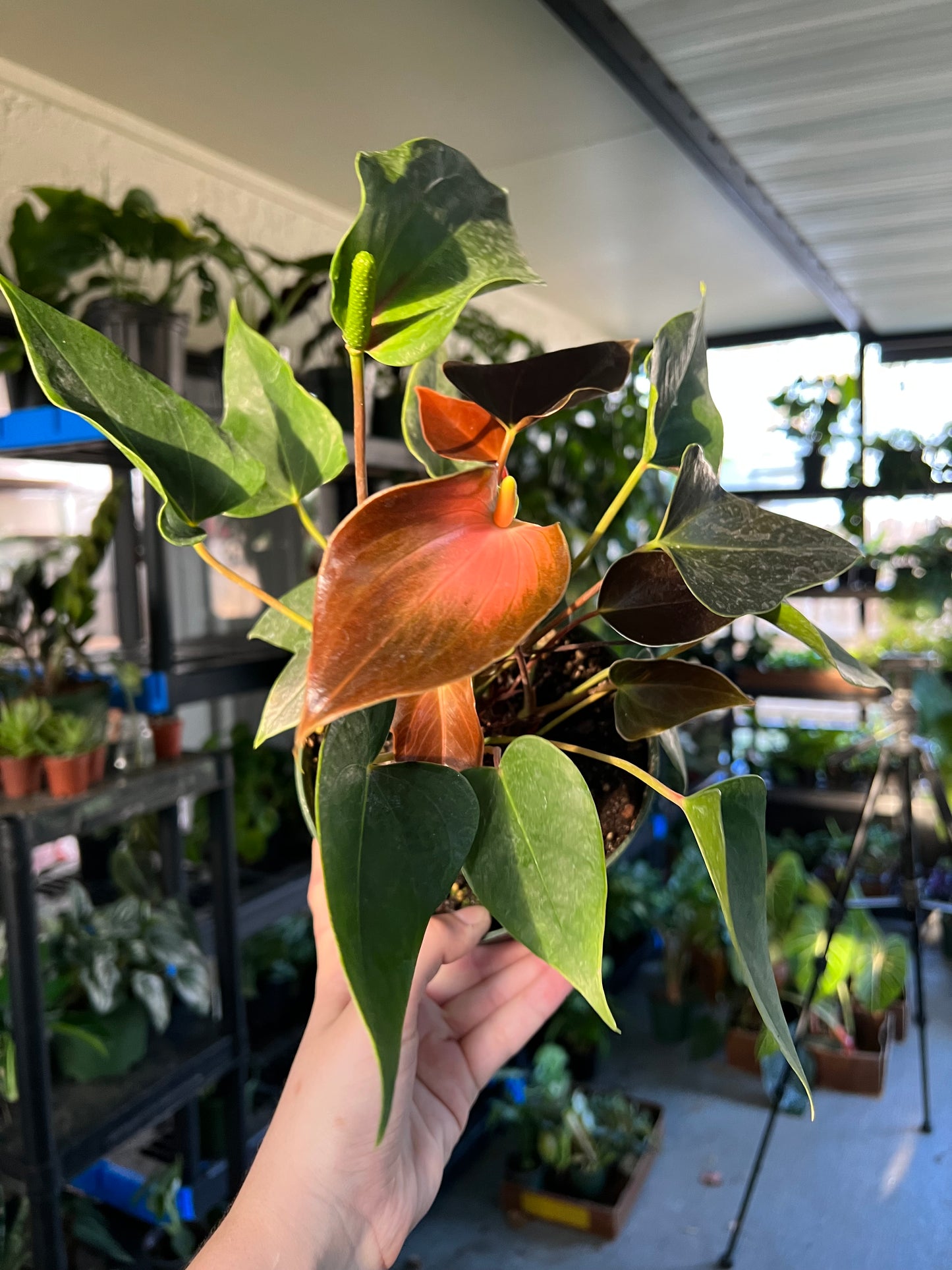 6” Anthurium Rainbow Champion