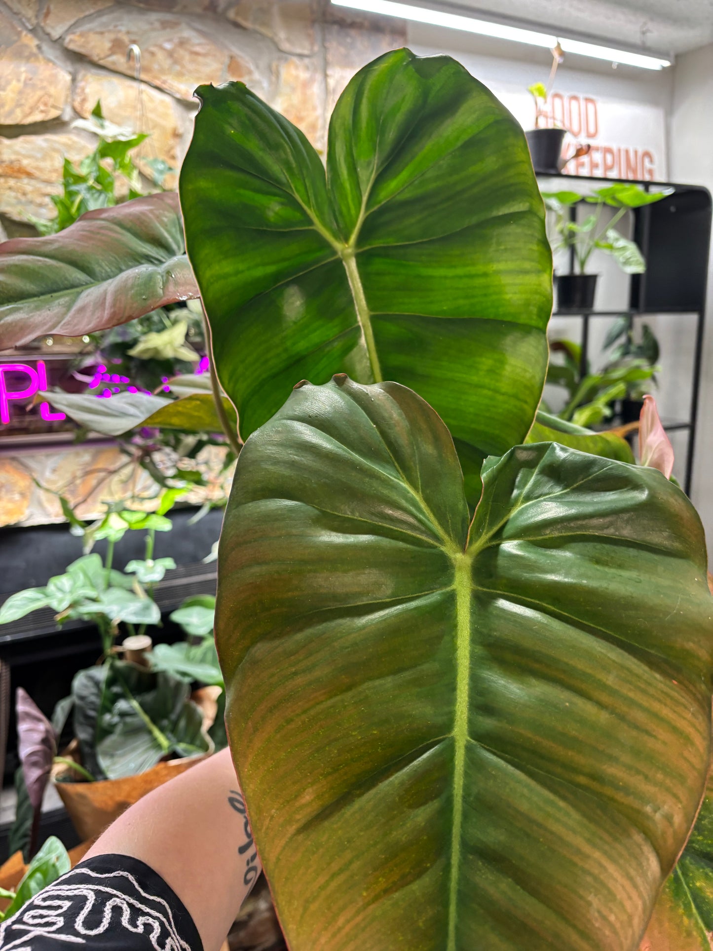 6” Philodendron Billietiae X Pastazanum