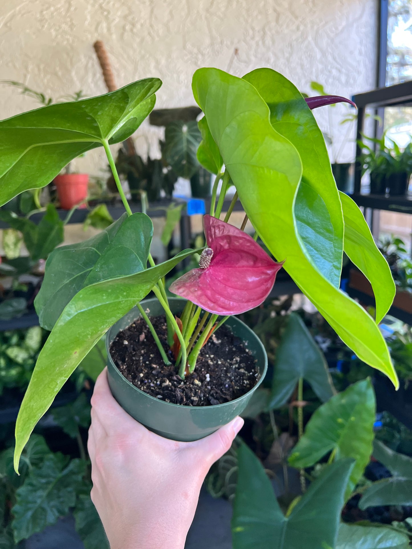 6” Anthurium Utah