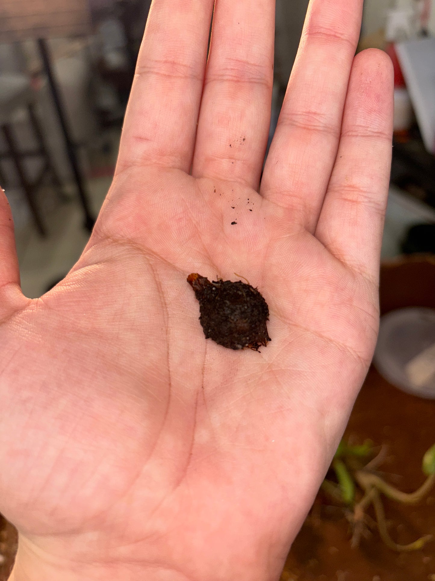 CORMS: Alocasia Black Stem