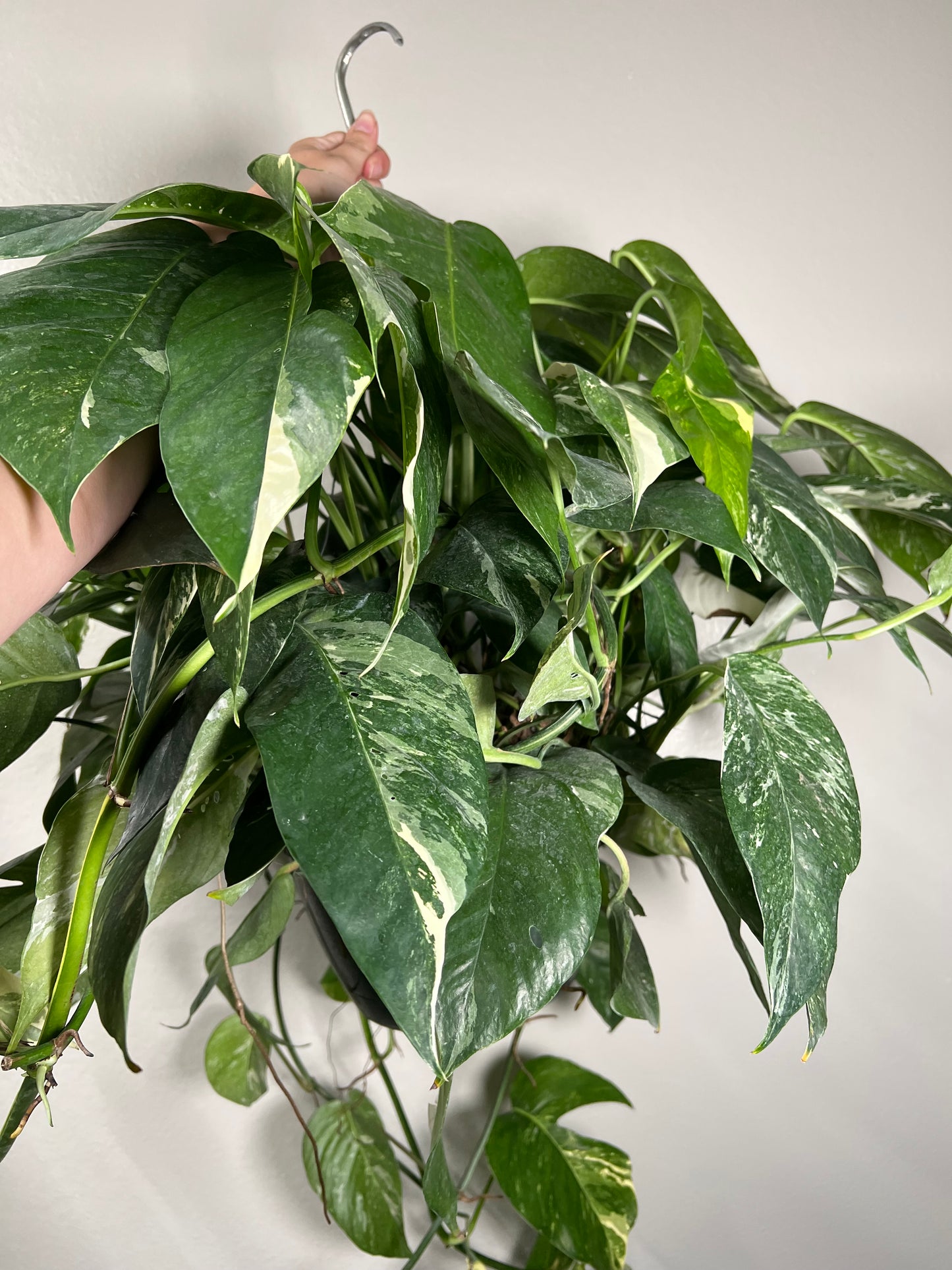 8” Epipremnum Pinnatum Albo Hanging Basket