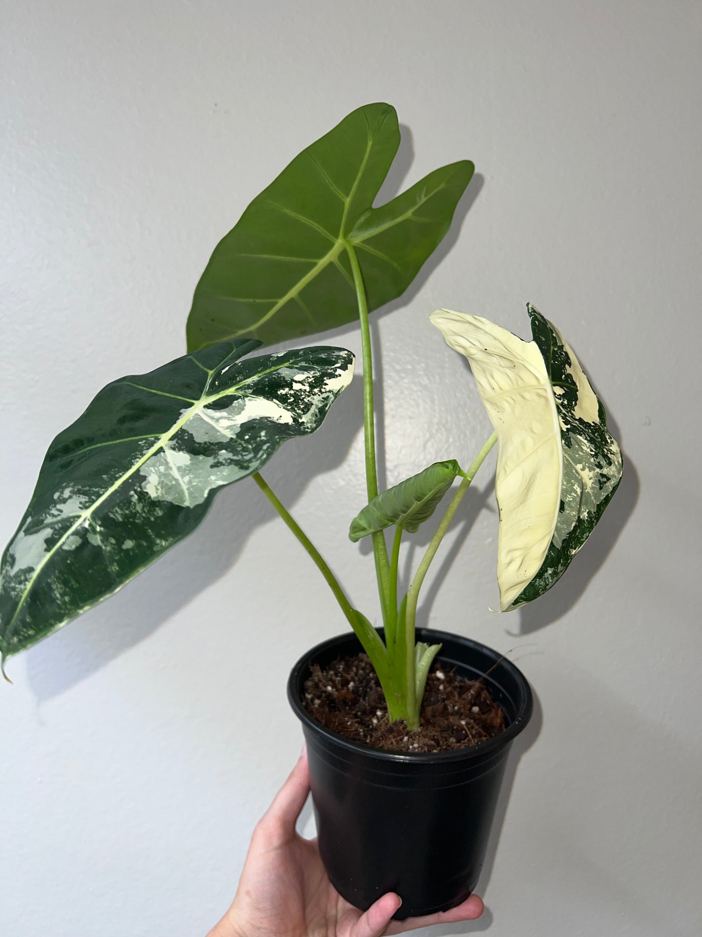 6” Variegated Alocasia Frydek