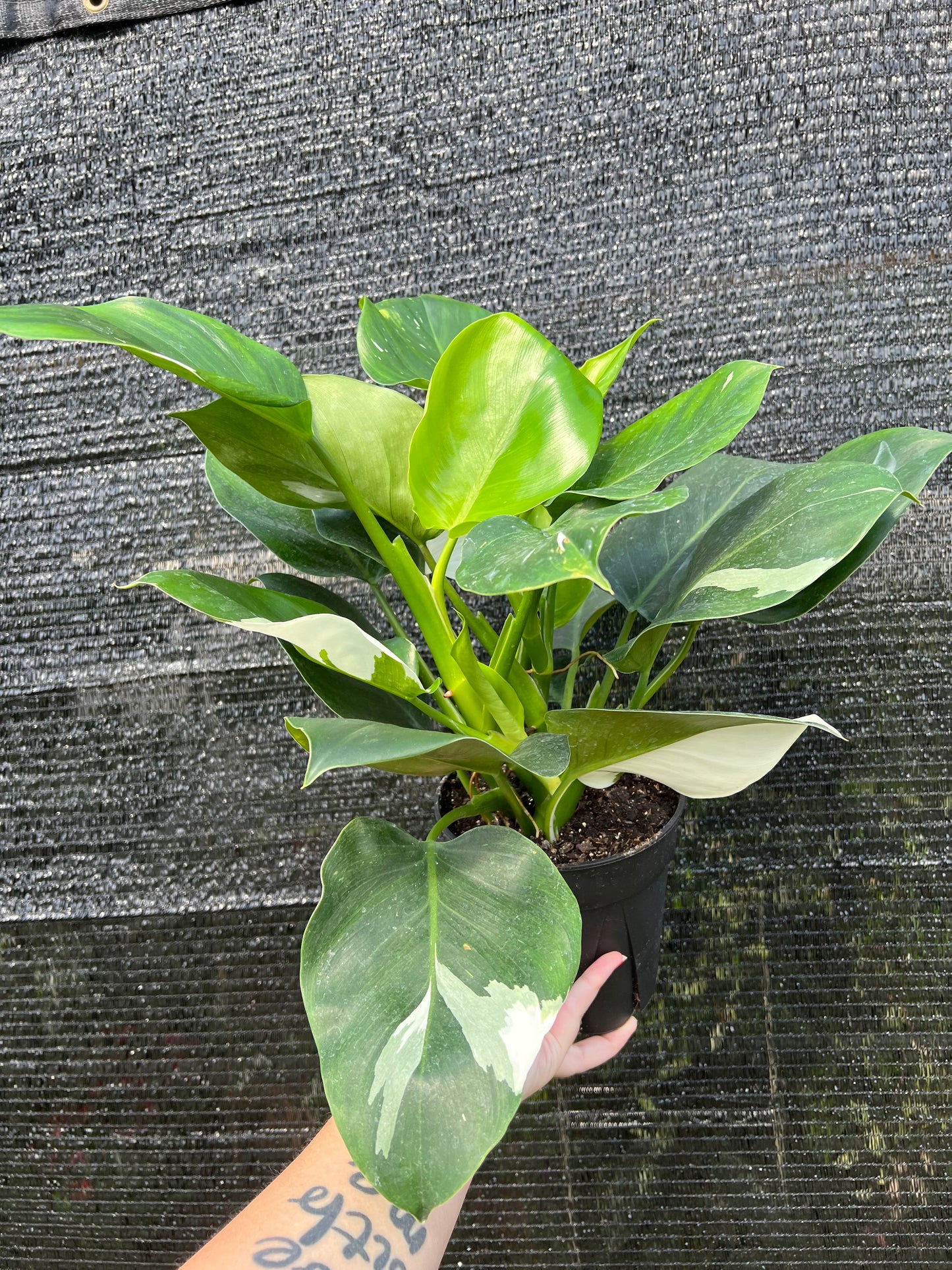 6” Philodendron White Wizard