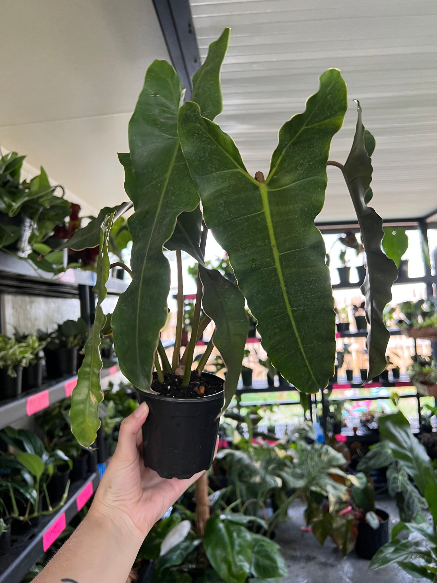 4”Philodendron Black Billietiae