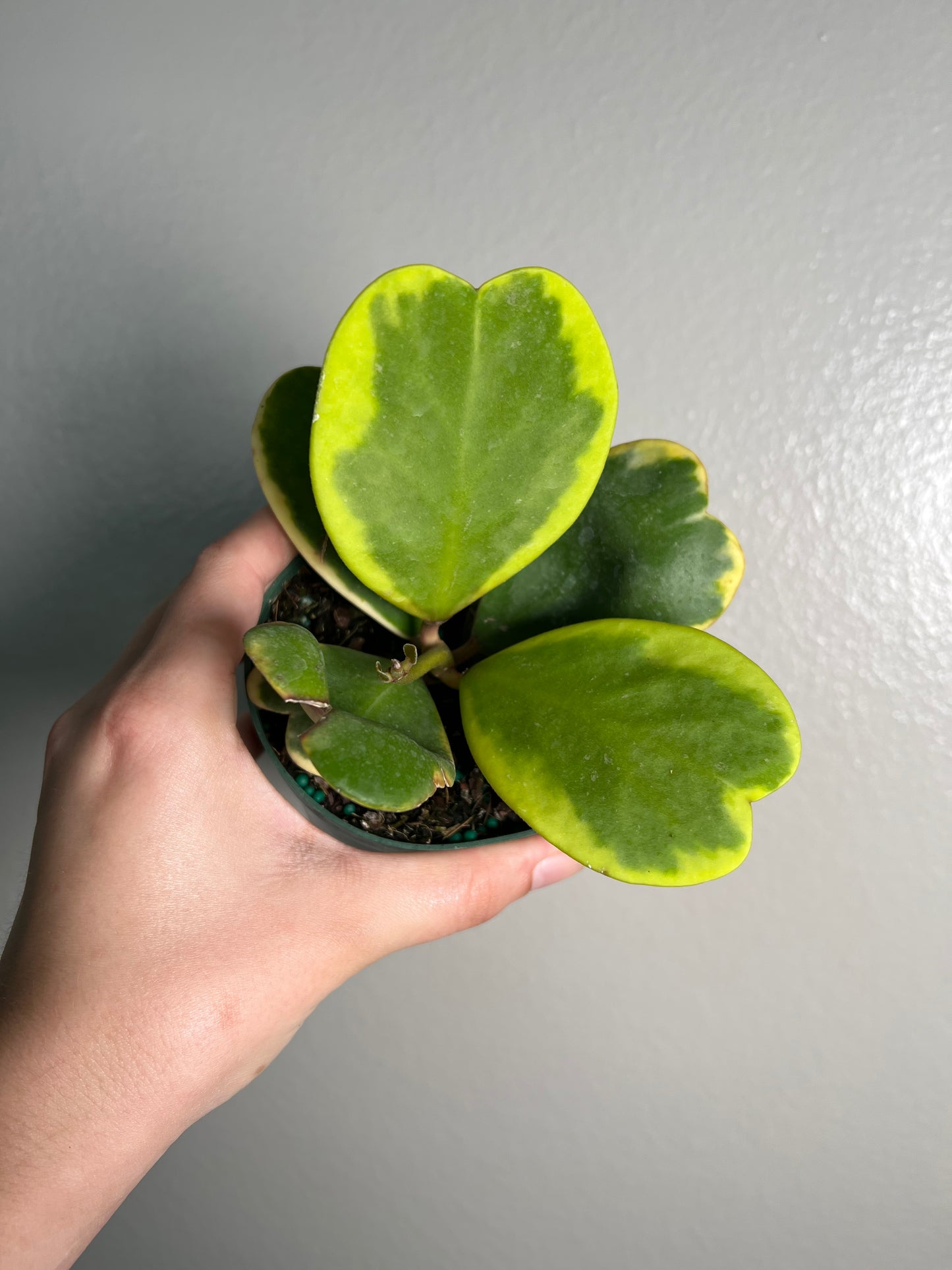 4” Hoya Kerrii Outer Variegated