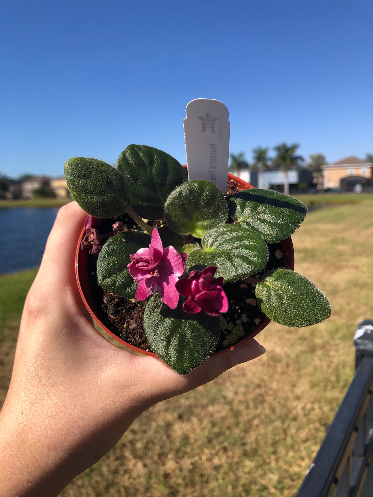 4” African Violet ‘Hunters Fire N Ice’