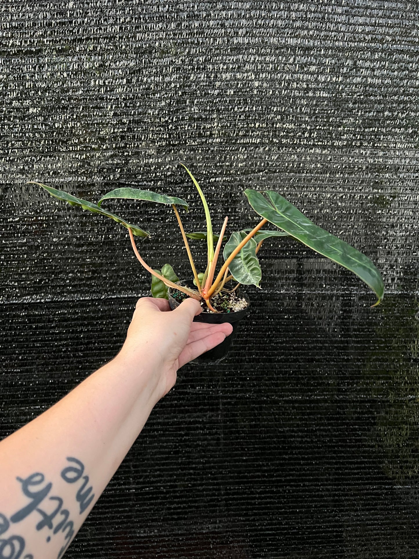 4” Philodendron Billietiae