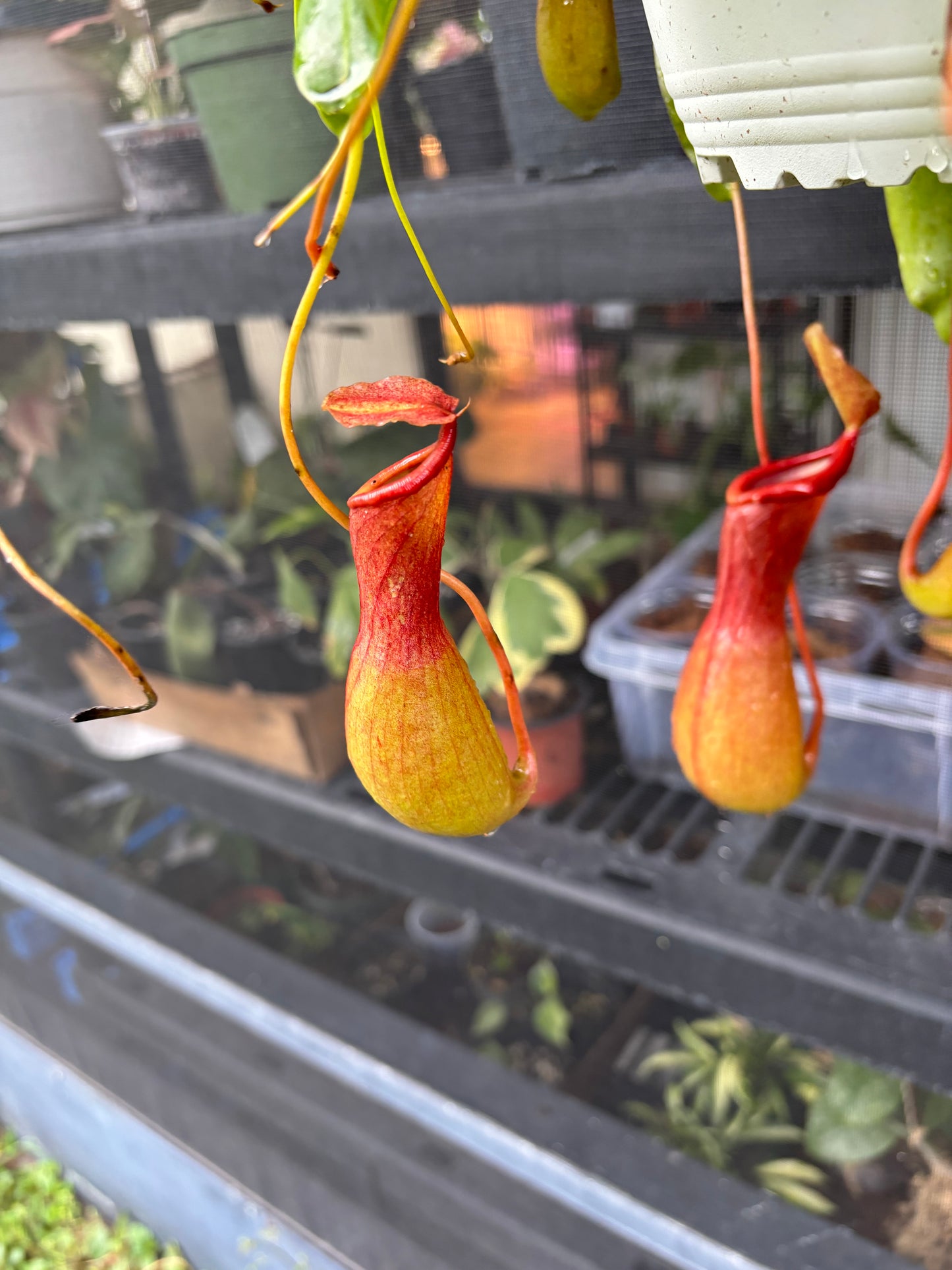 6” Nepenthes (Pitcher Plant) Alata